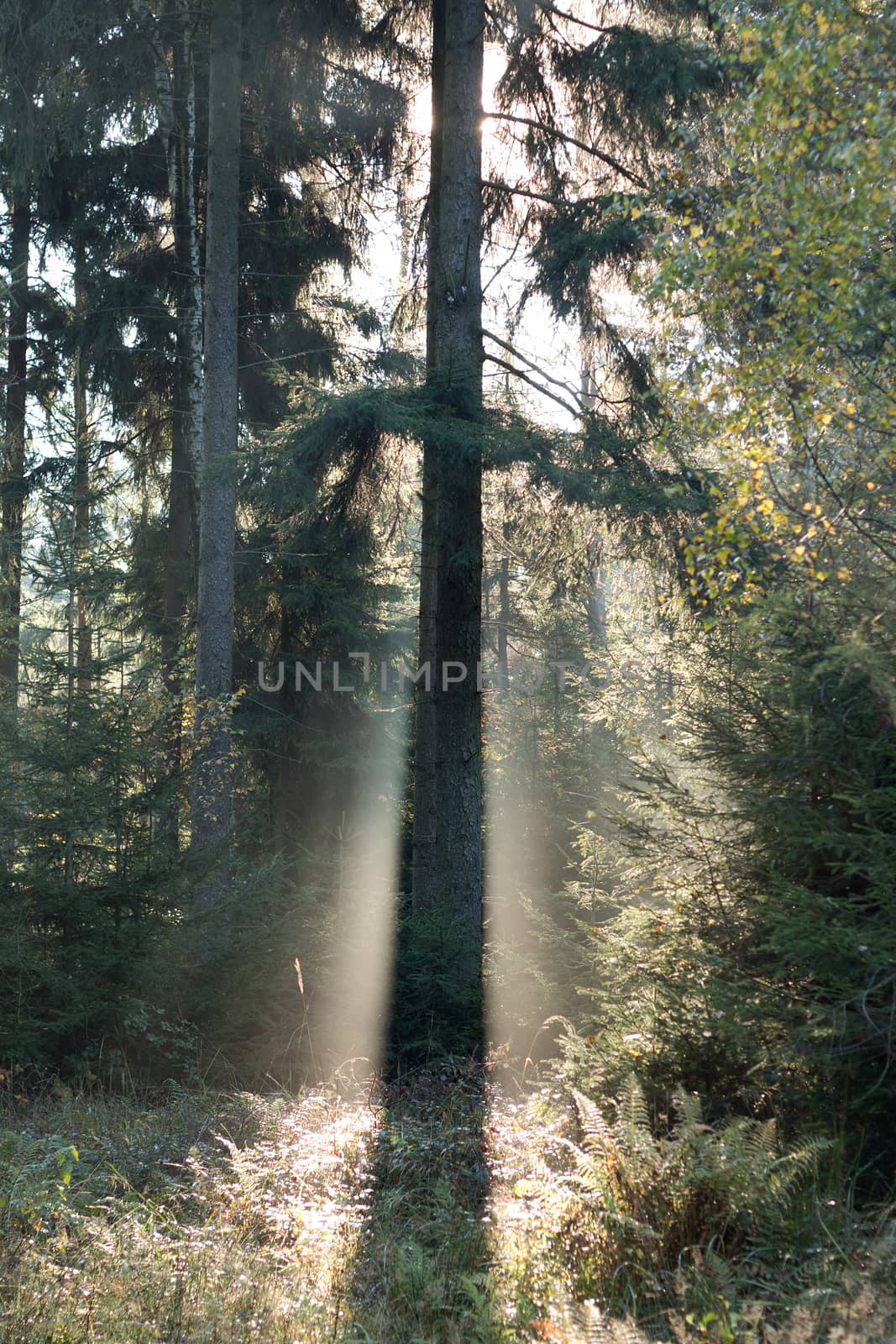 Image of the spruce tree in morning backlight