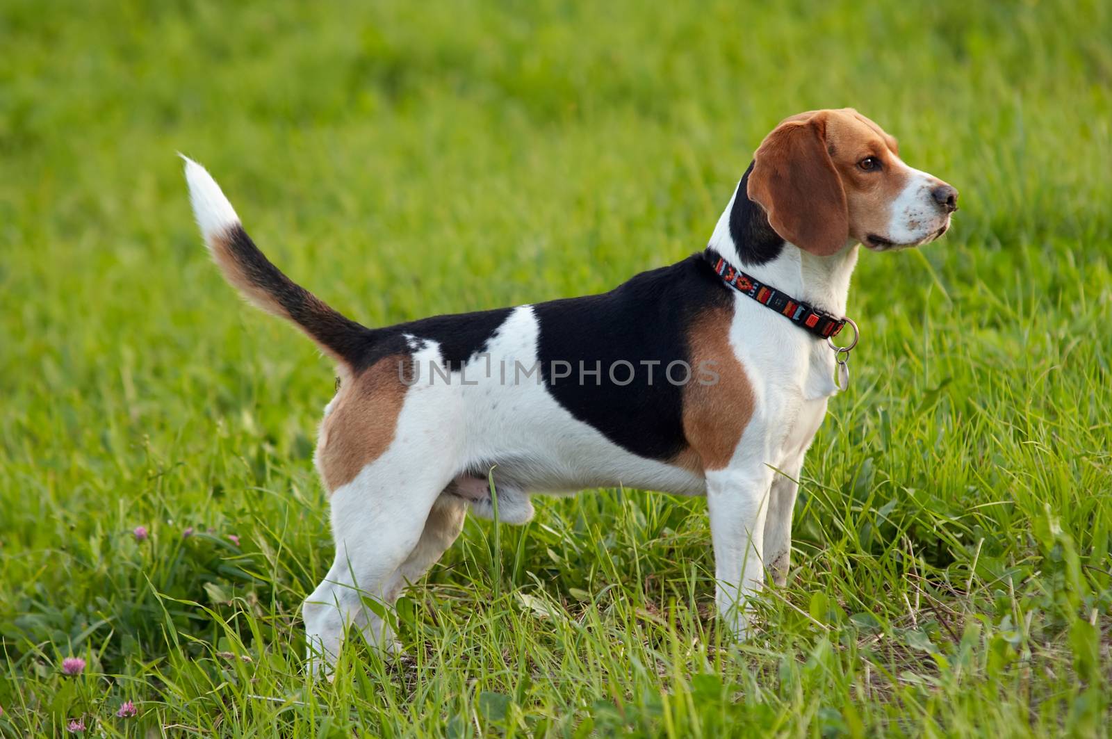 Hound dog English Beagle on meadow by Mibuch