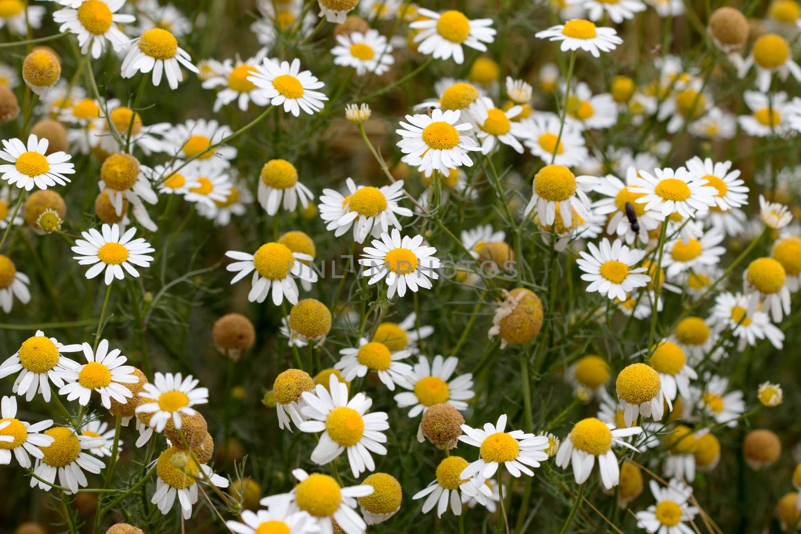 Shot of the meadow of German chamomile - medicinal herb