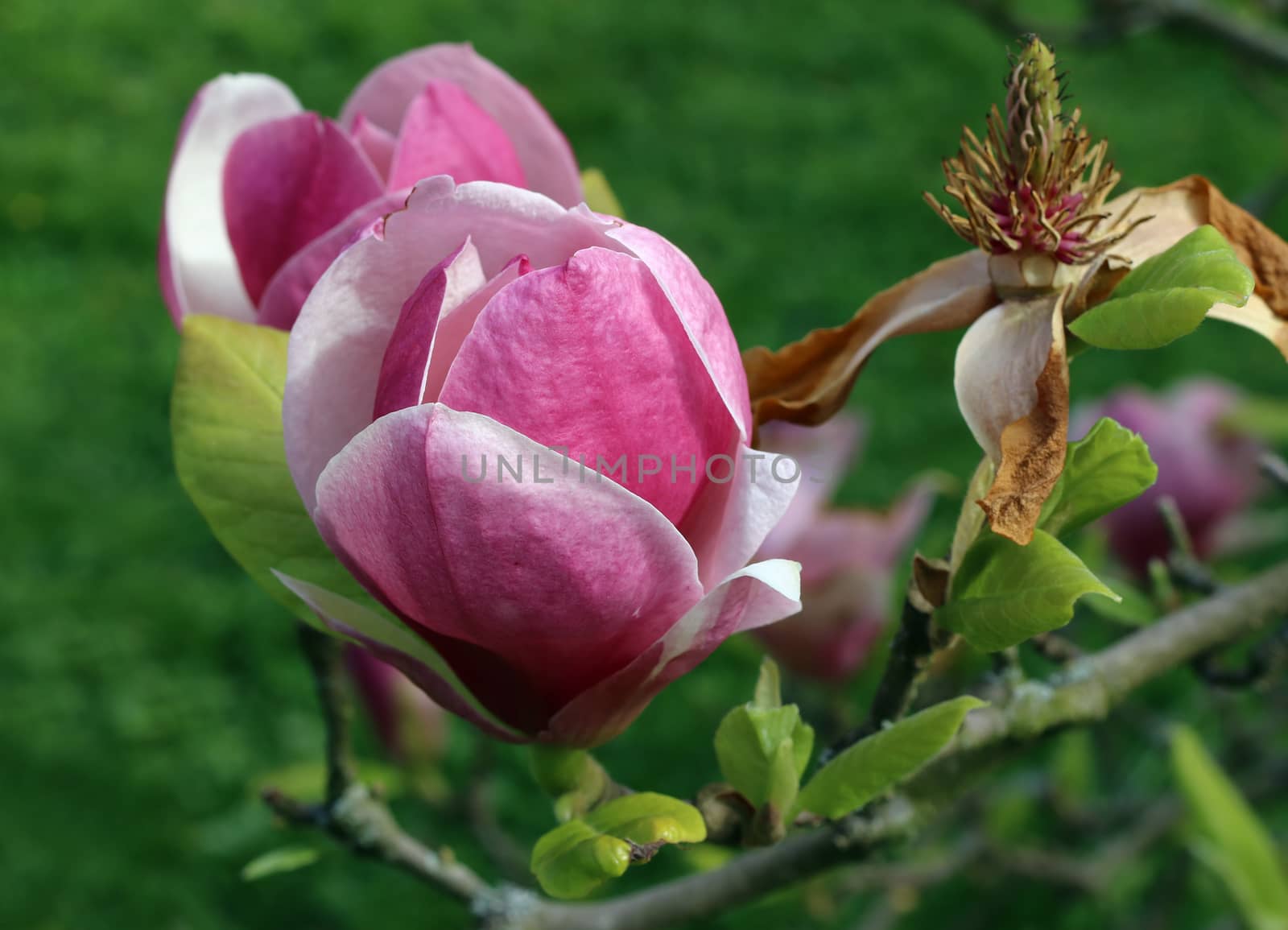 Detail of the bloom of magnolia