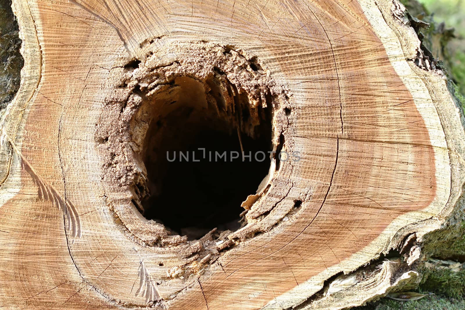 Detail of the cut tree trunk - a hole in wood
