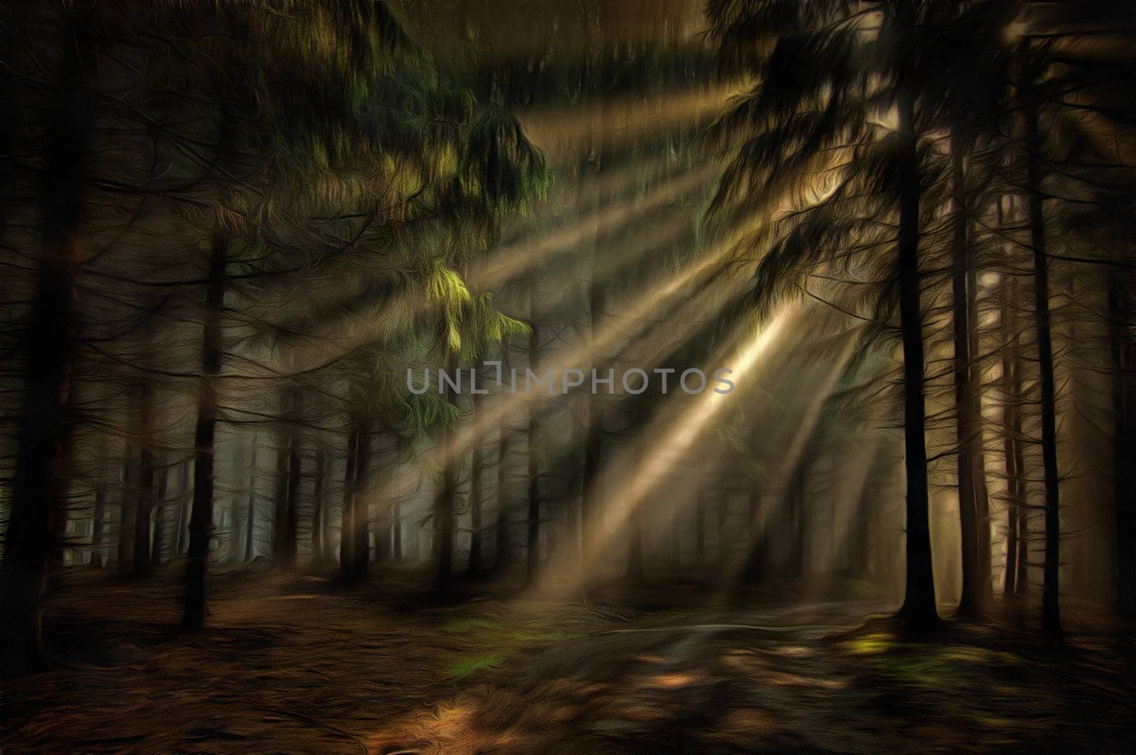 Image of the coniferous forest in the early morning - sun beams in fog haze