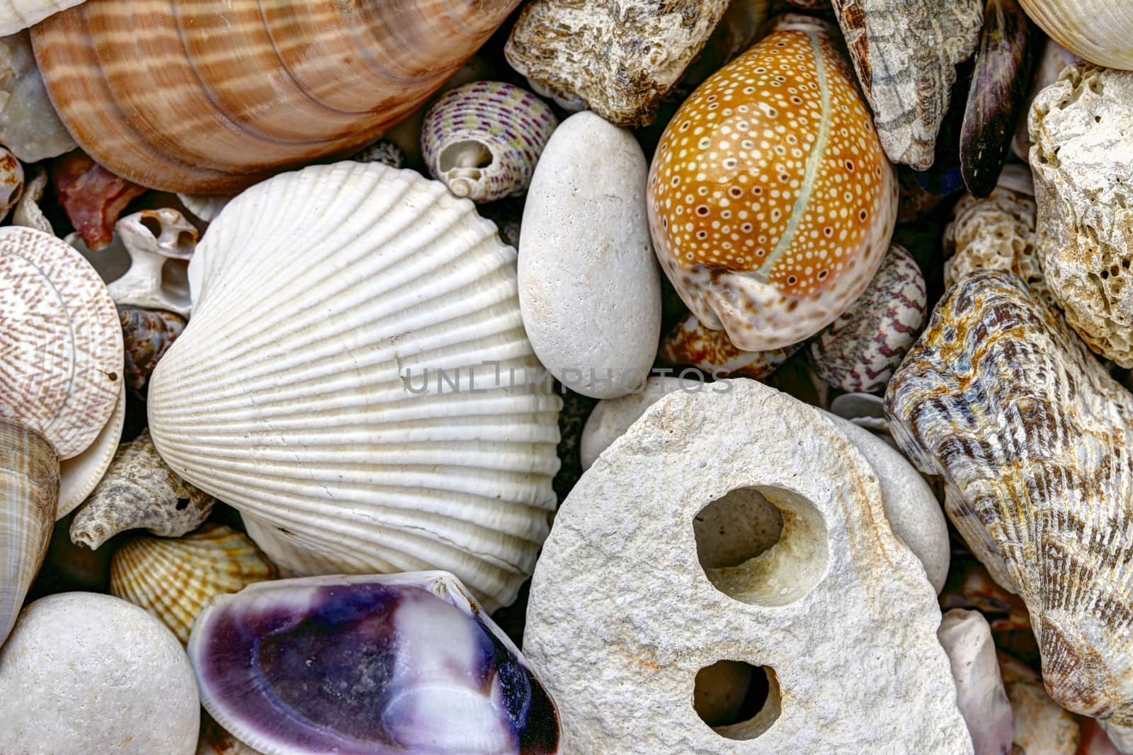 Detail of the pebble stones and scallops and shells