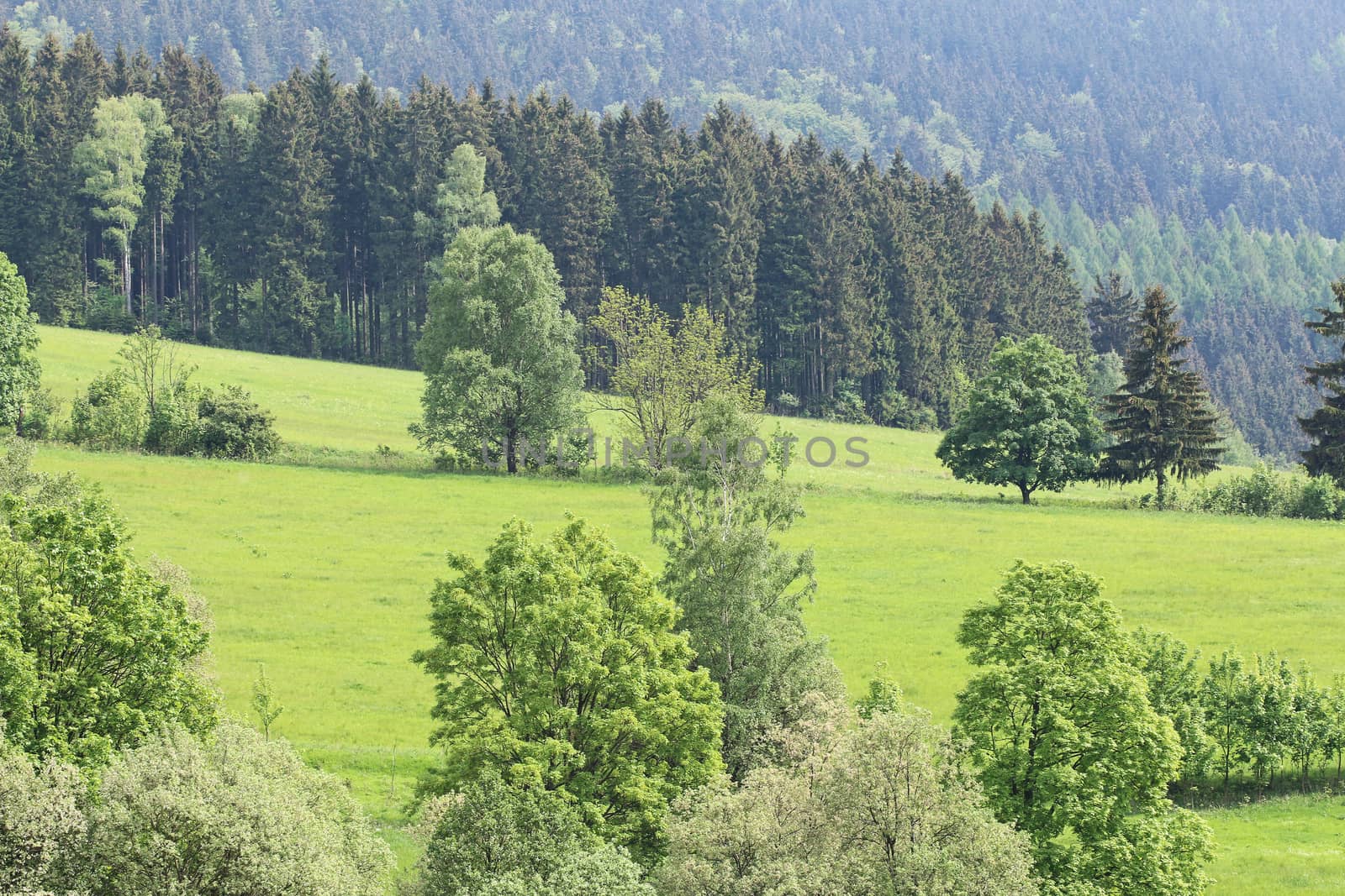 Image of landscape - meadows and forests