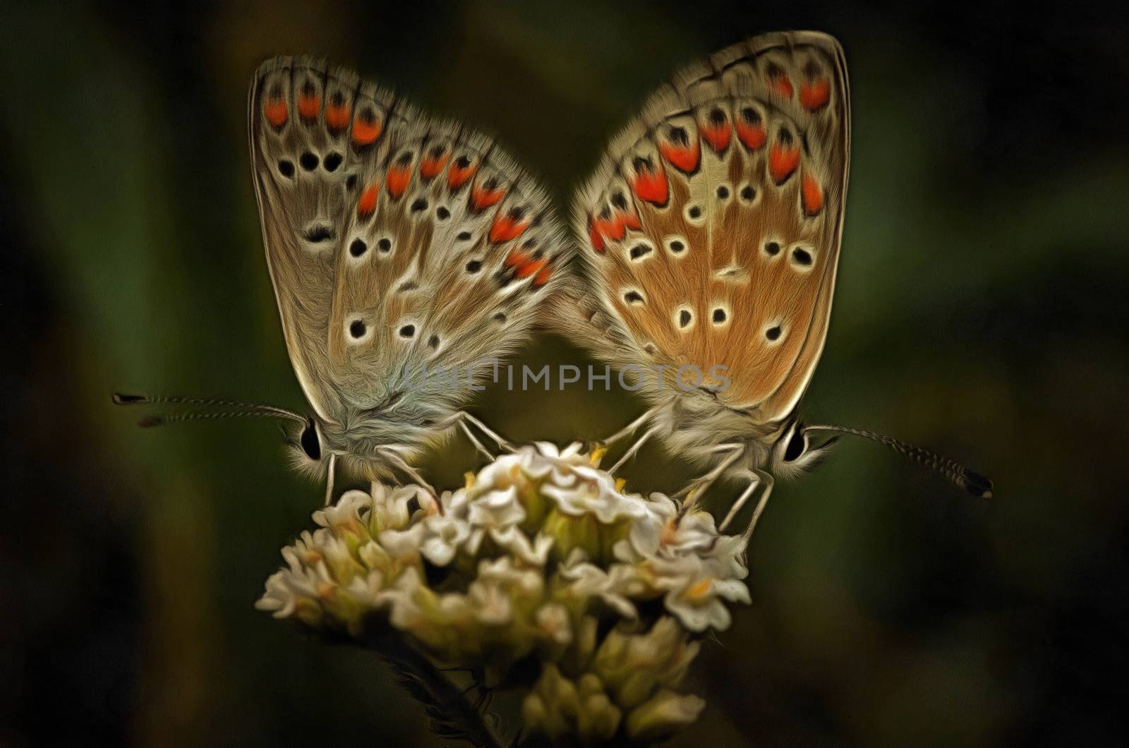 Contact - detail of the butterflies on a plant