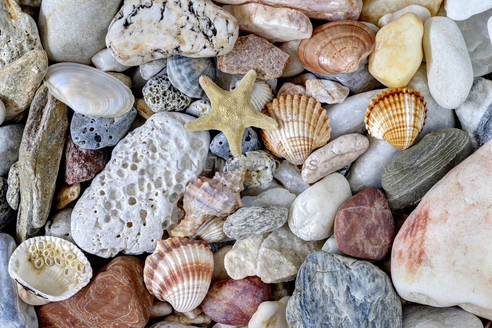 Sea Pebbles With Shells And Starfish by Mibuch