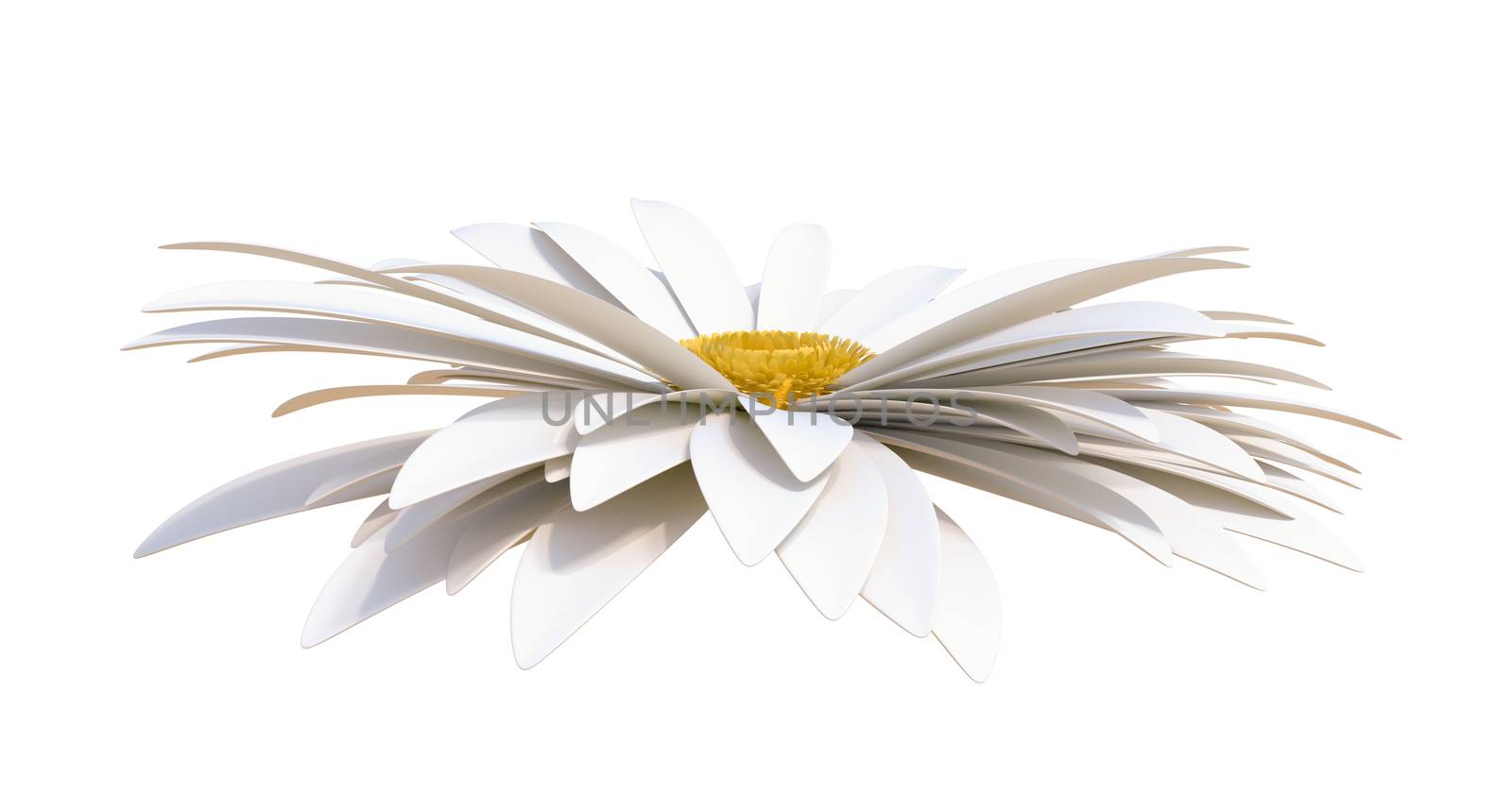 Chamomile flower isolated on white background. 3D illustration