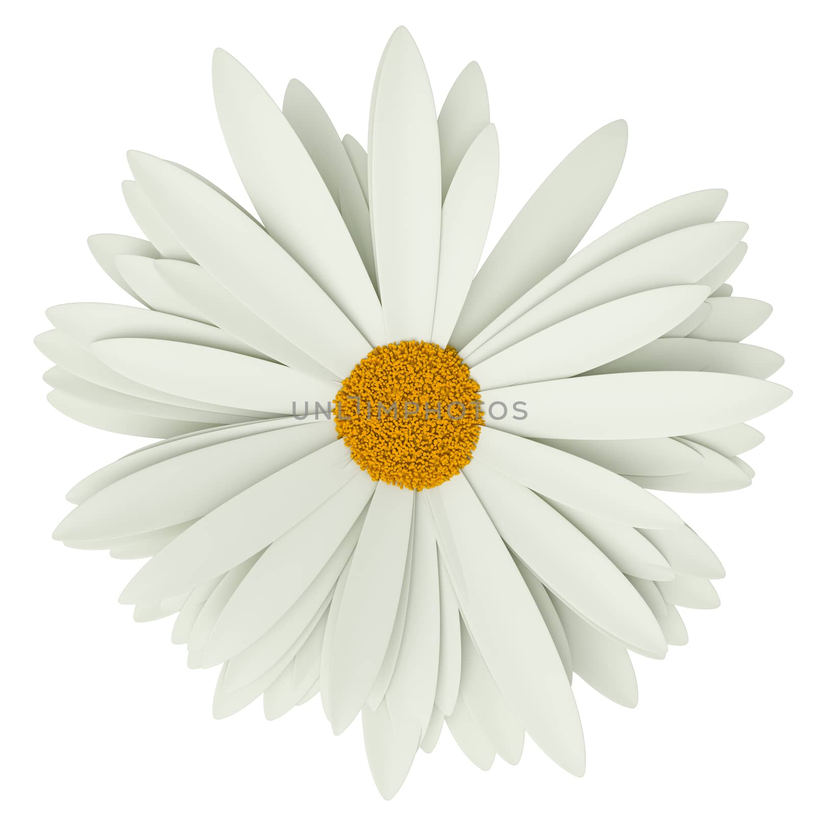 Chamomile flower, isolated on white background. Top view. Summer symbol for your design. 3D illustration