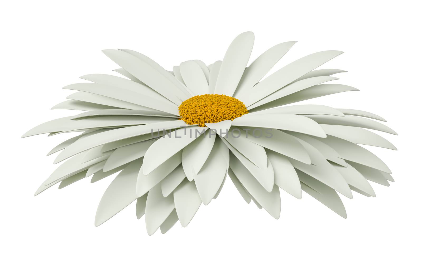 Chamomile flower isolated on white background. 3D illustration