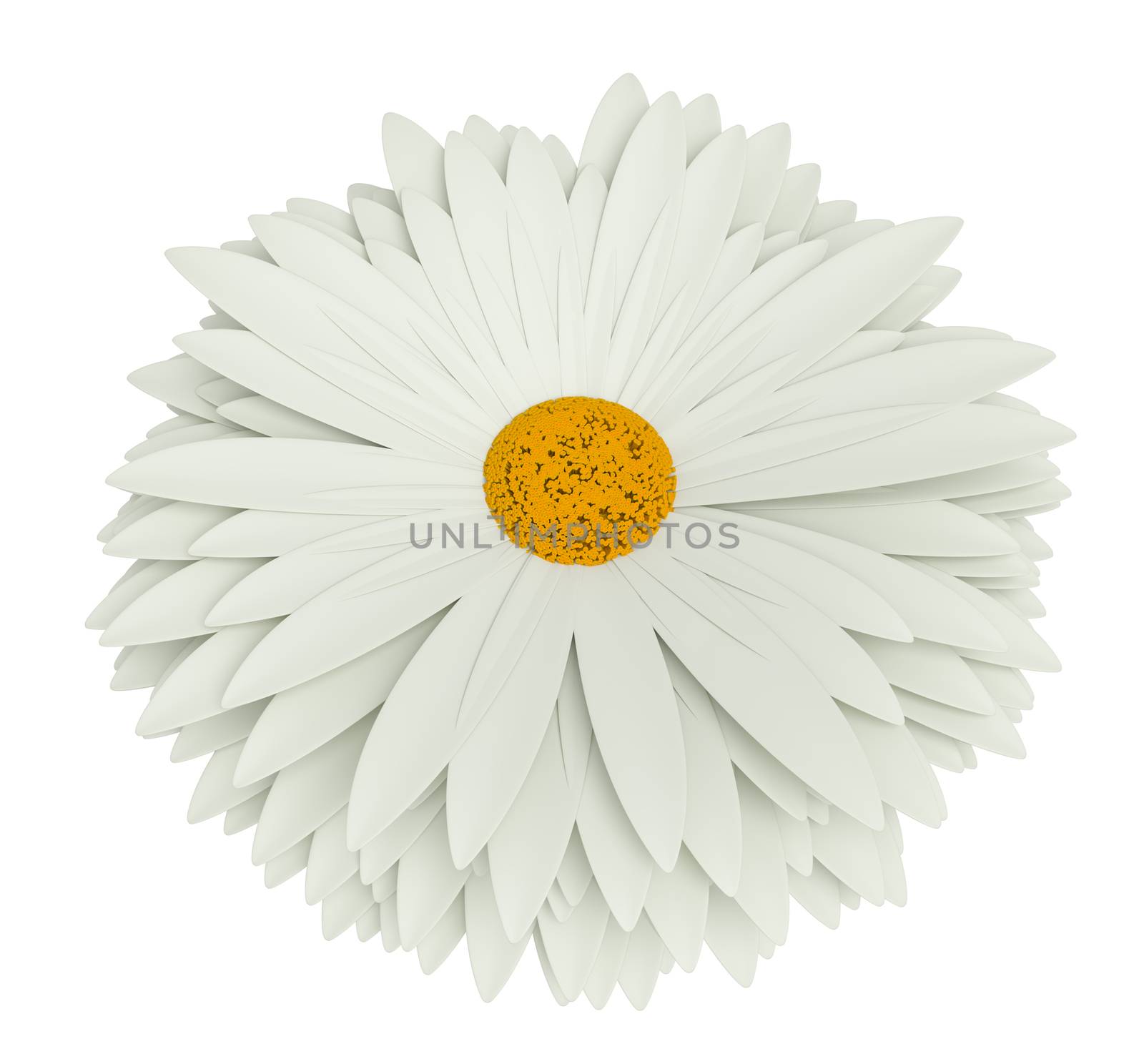 Chamomile flower isolated on white background. 3D illustration