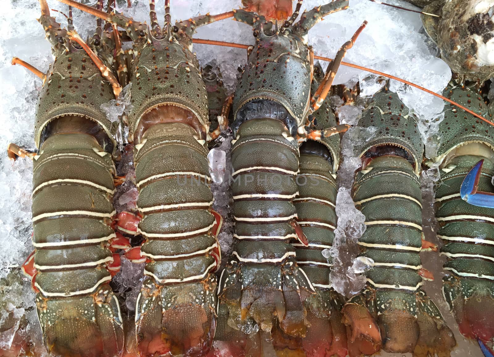 Fresh lobsters on the ice for sale at restaurants or market seafood closeup.
