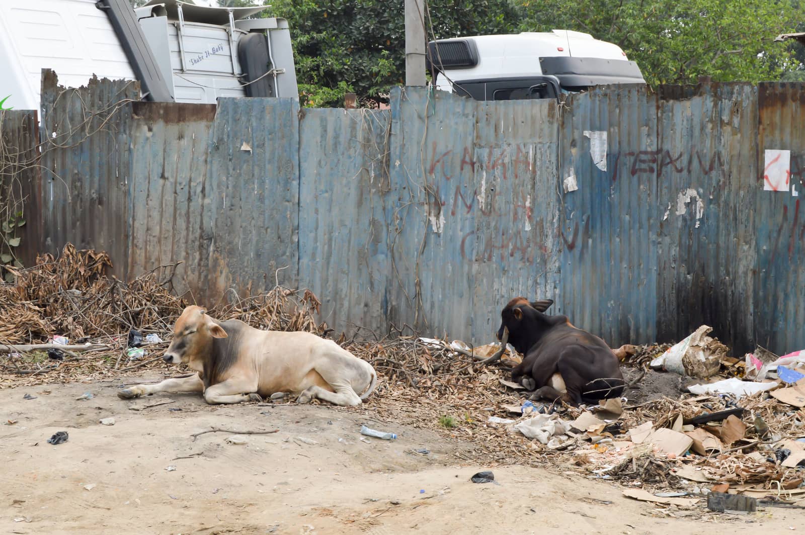 Two cows sleeping on refuse on a street in Mombasa, Kenya