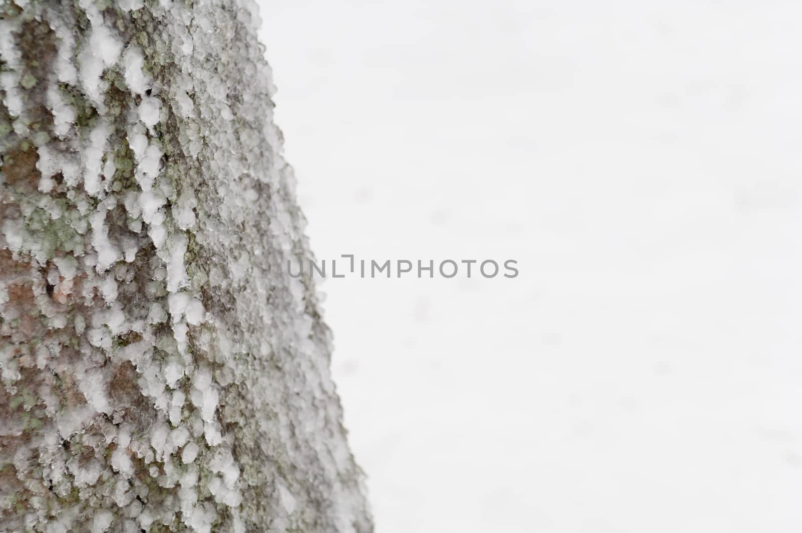 Freezing rain or sleet covered the trees and surface in a park forest