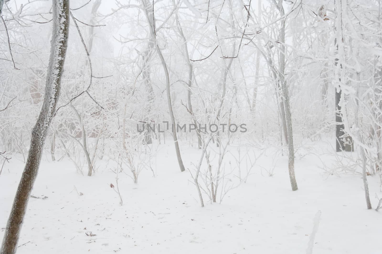 Freezing rain or sleet covered the trees and surface in a park forest