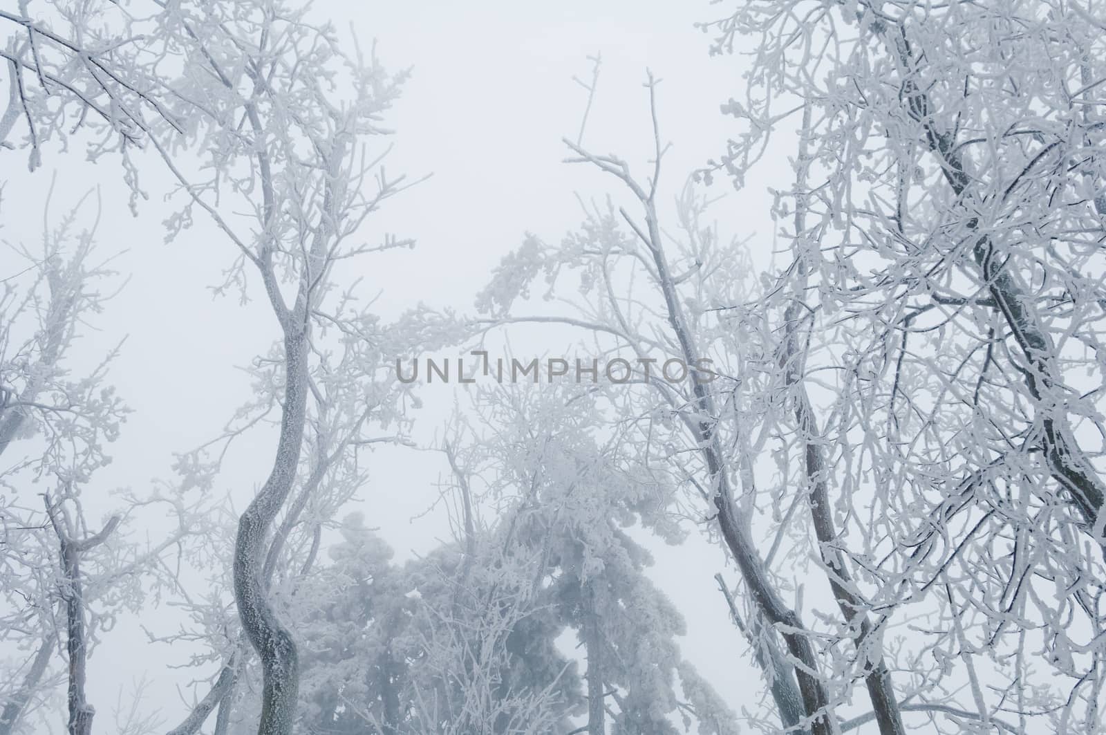 Freezing rain or sleet covered the trees and surface in a park forest