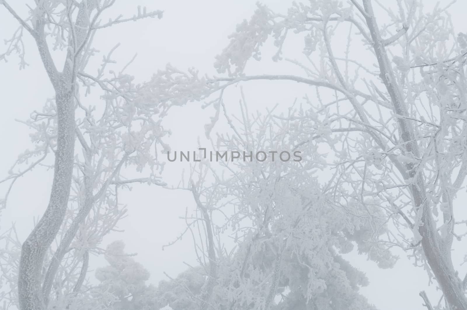 Freezing rain or sleet covered the trees and surface in a park forest