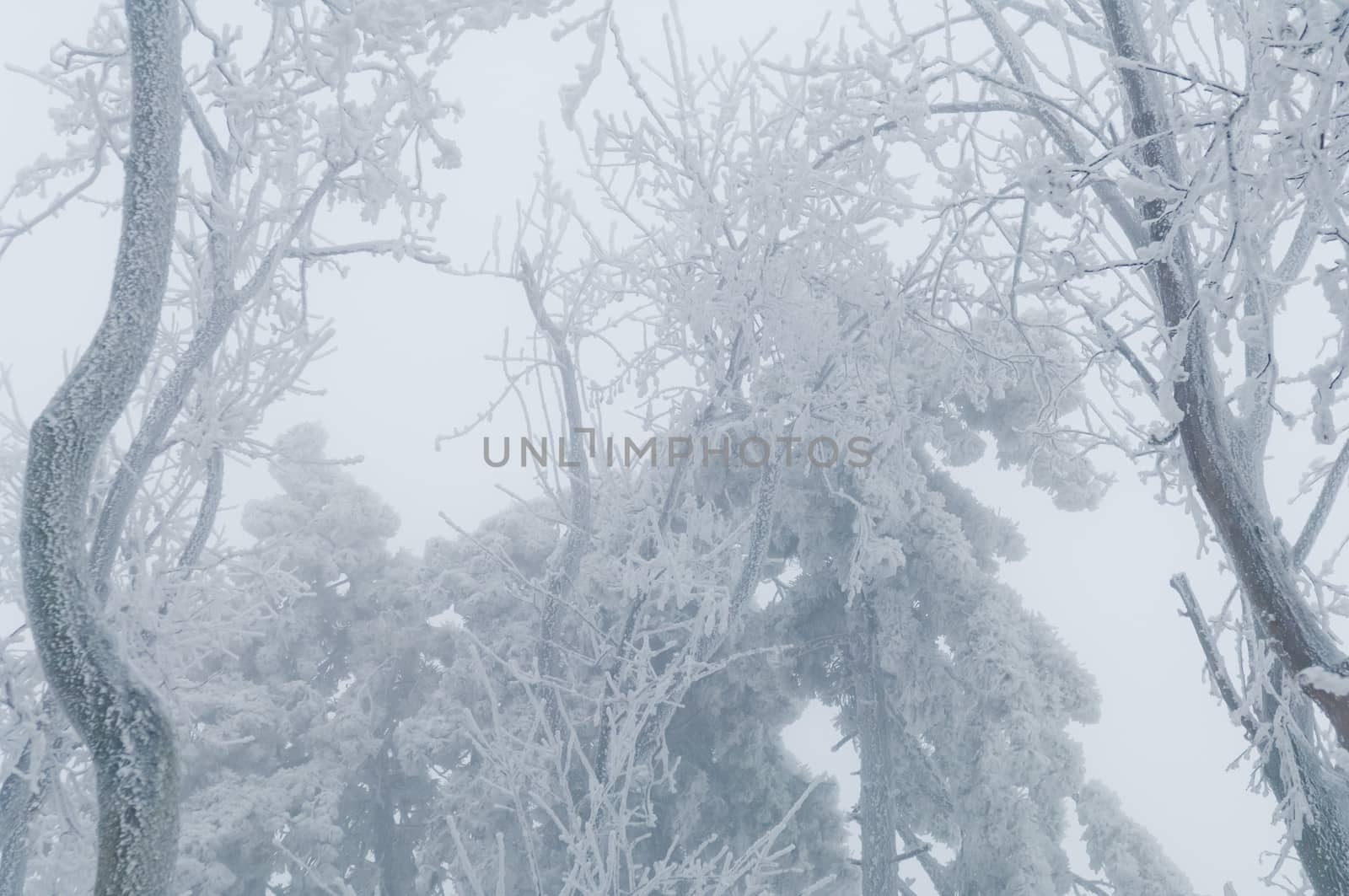 Freezing rain or sleet covered the trees and surface in a park forest