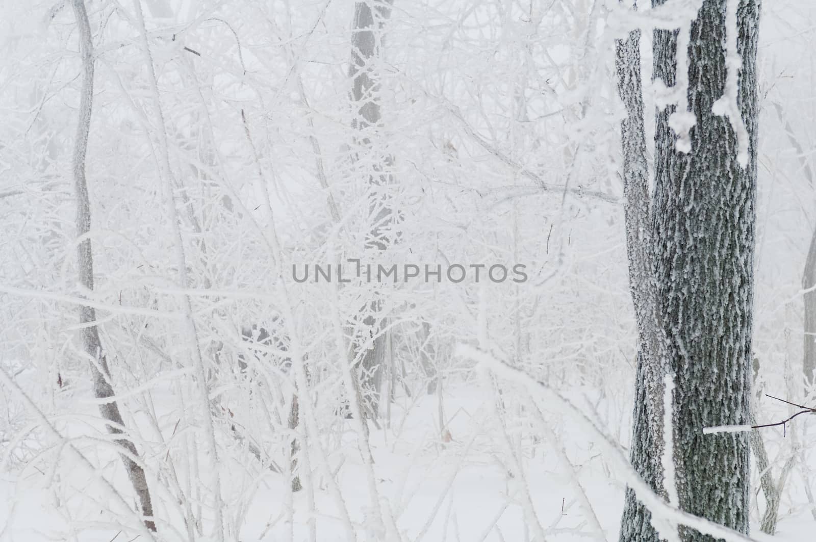 Freezing rain or sleet covered the trees and surface in a park forest