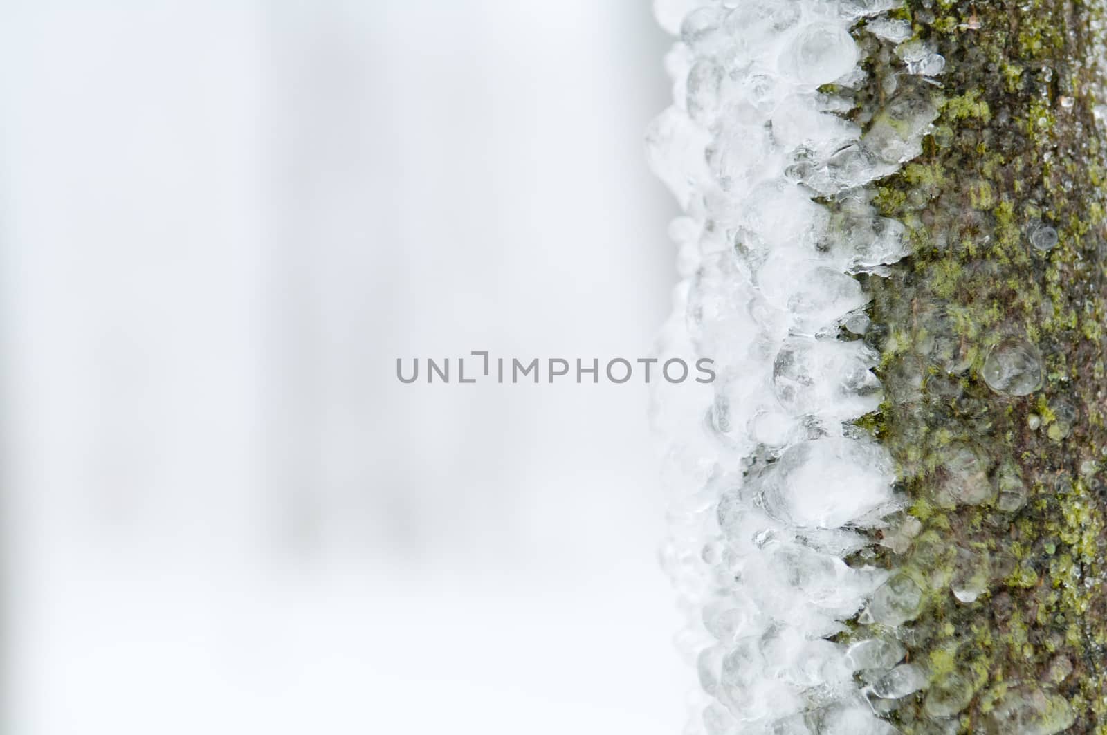 Freezing rain or sleet covered the trees and surface in a park forest