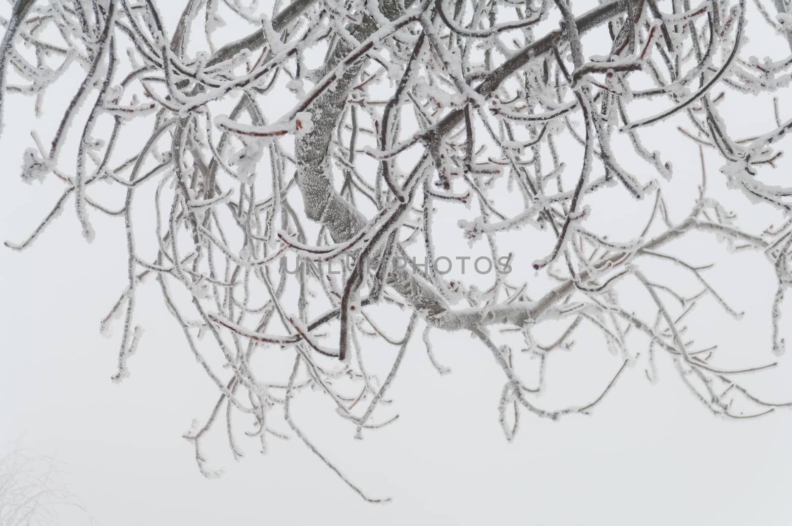 Freezing rain or sleet covered the trees and surface in a park forest