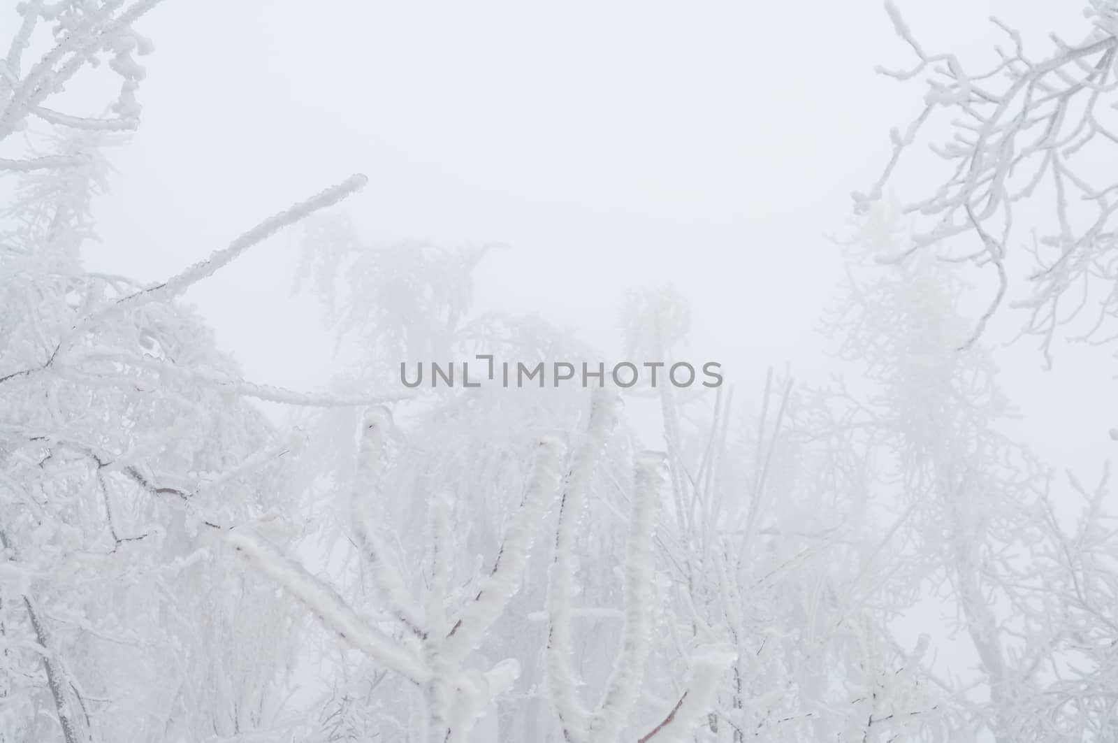 Freezing rain or sleet covered the trees and surface in a park forest