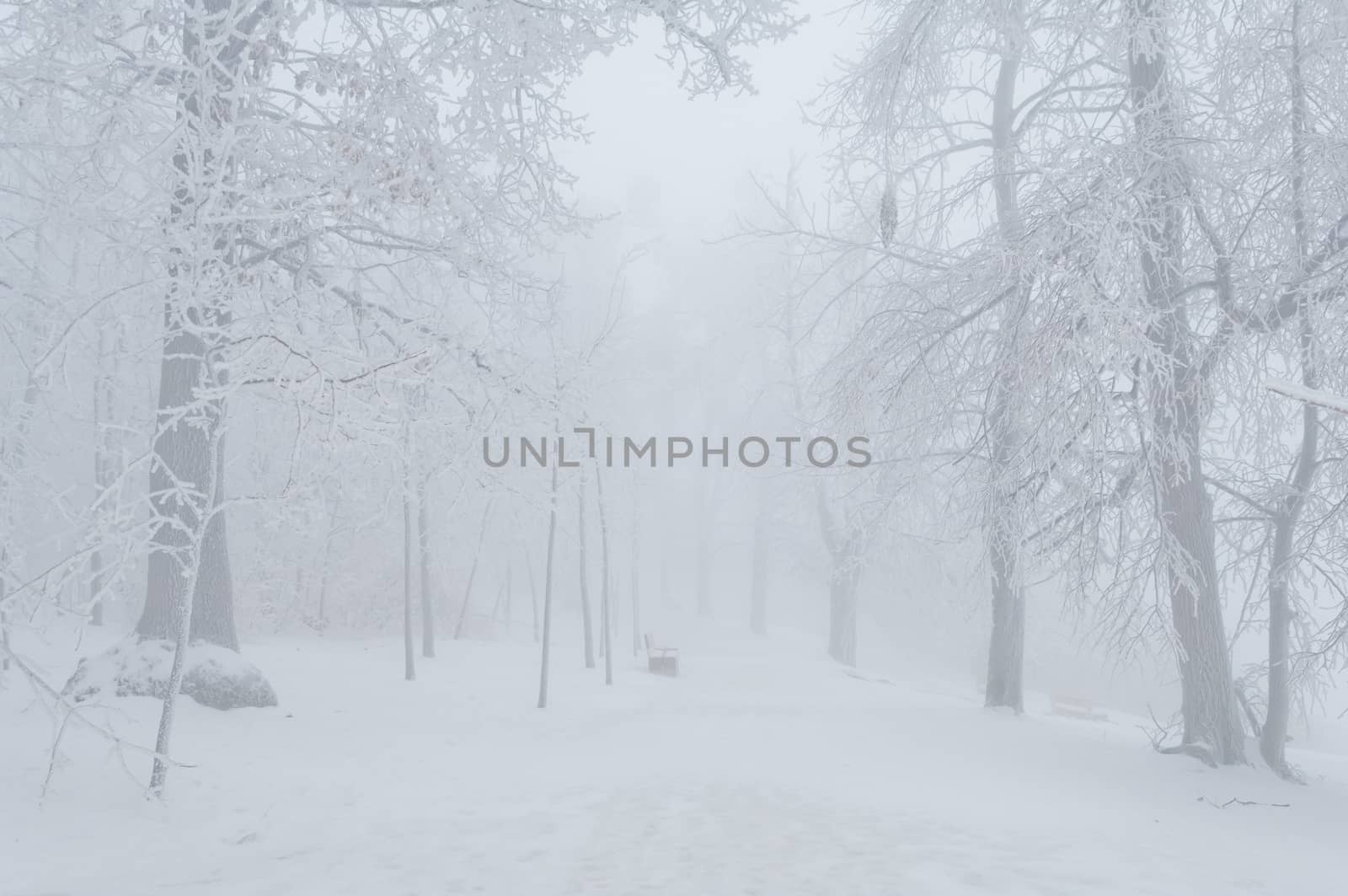 Freezing rain or sleet covered the trees and surface in a park forest