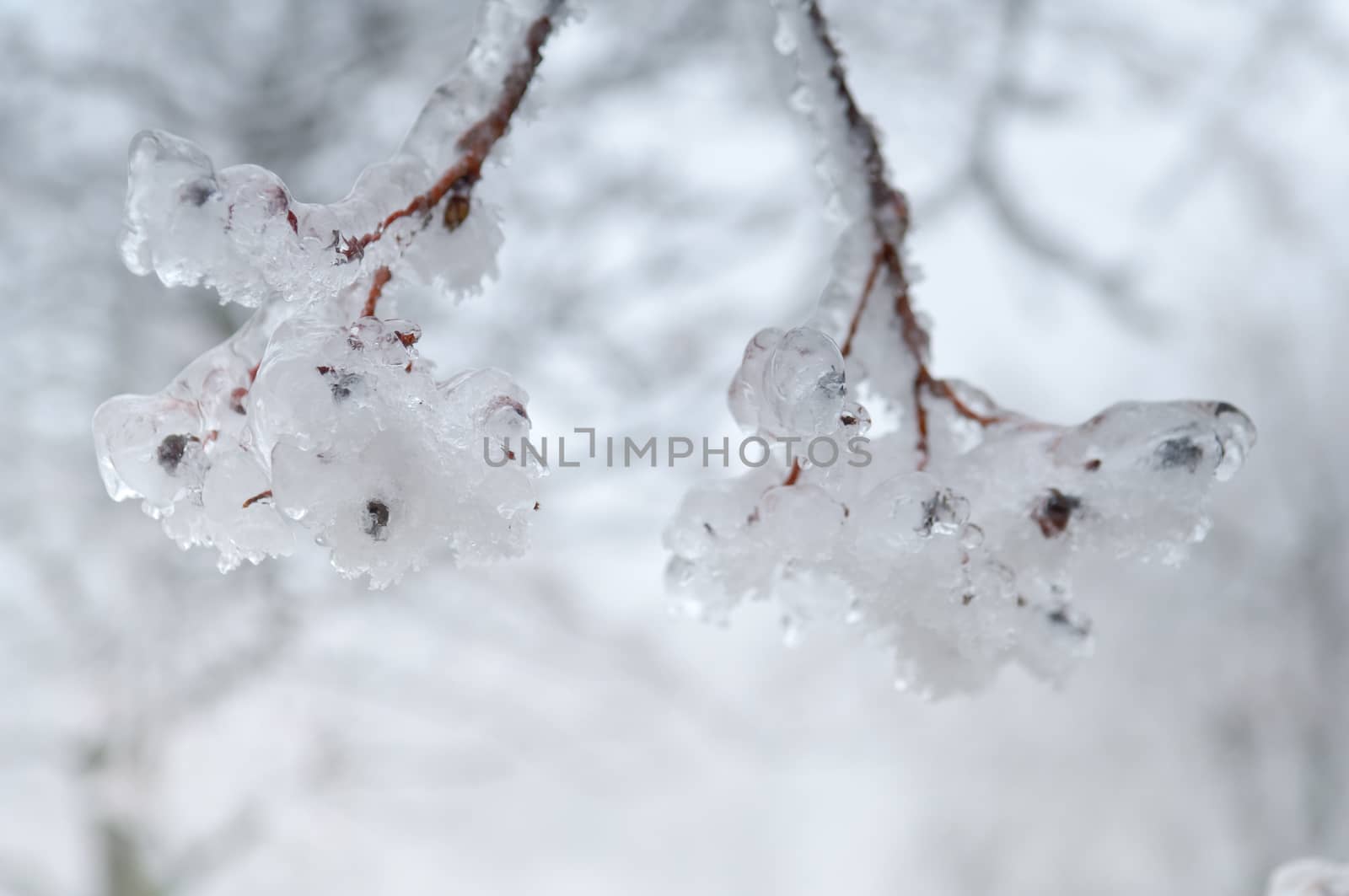 Freezing rain or sleet covered the trees and surface in a park forest