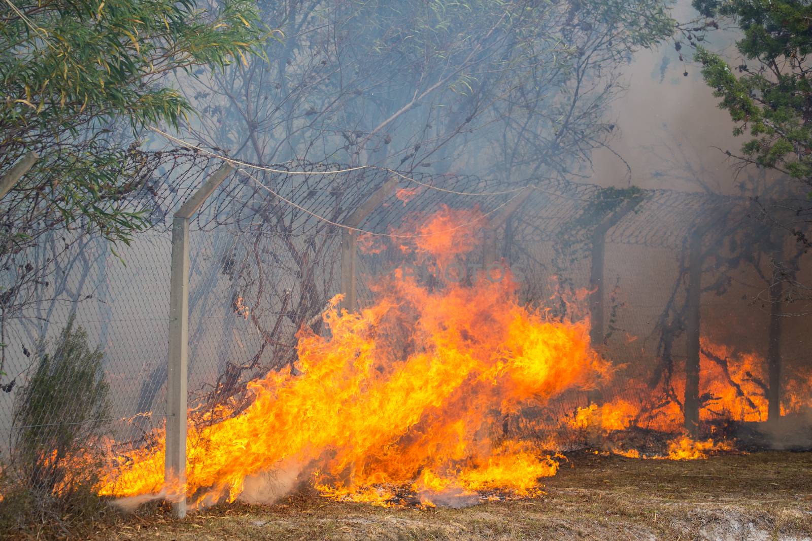 Wild bush fire with large orange flames