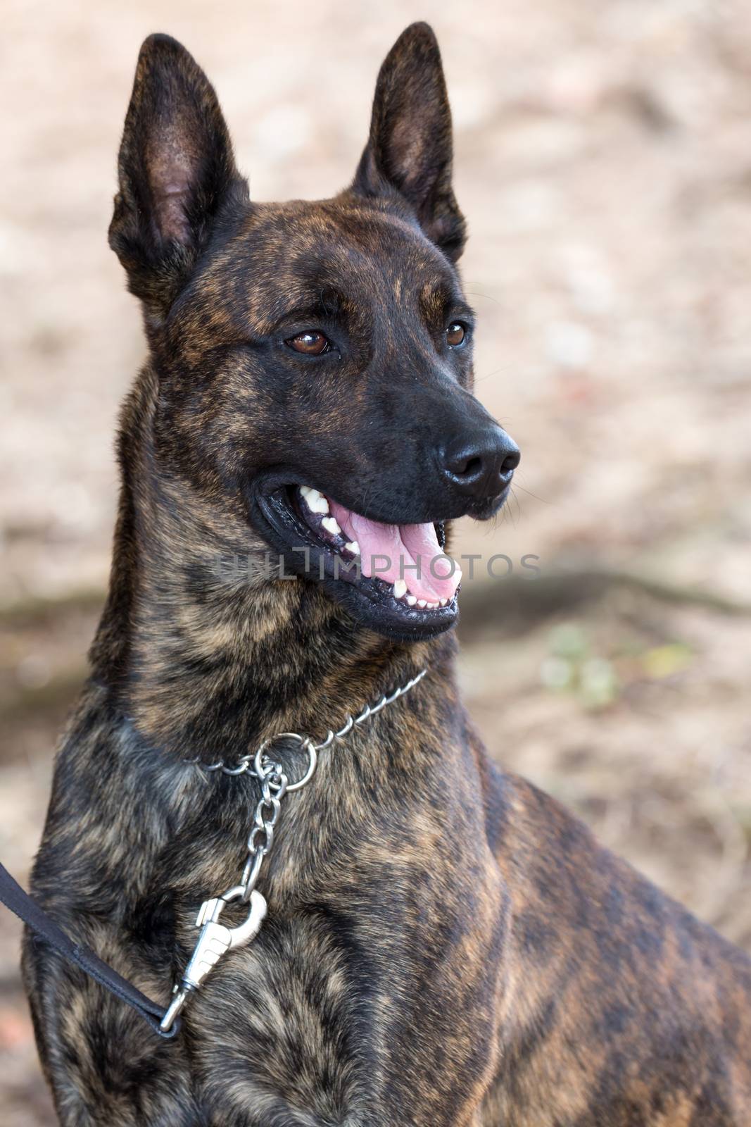 Portrait of a handsome police dog with alert pricked ears