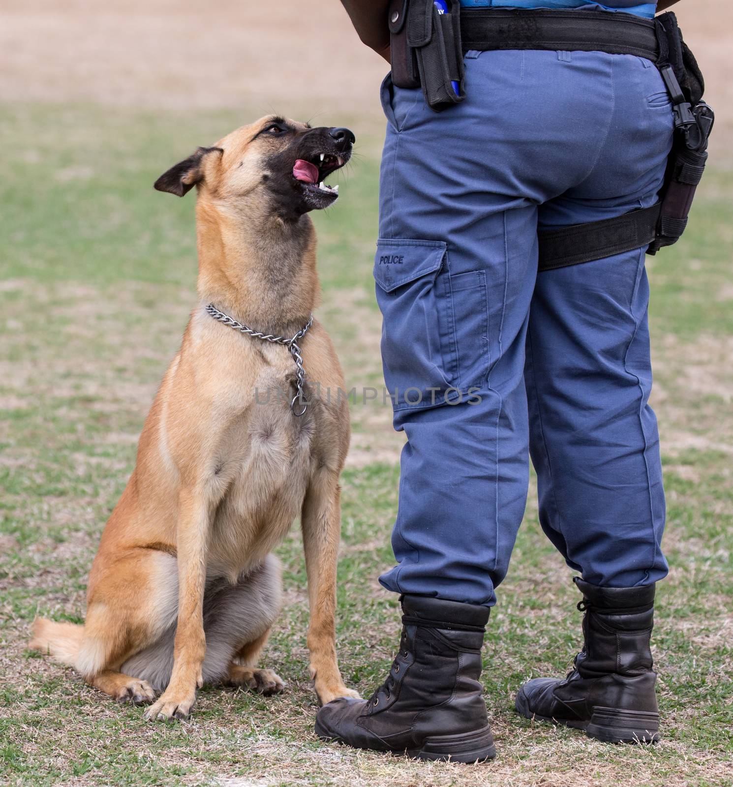 Obedient police dog sitting at his handlers feet