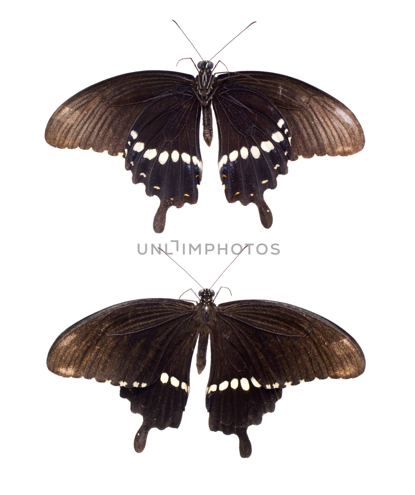 Black butterfly isolated on white background