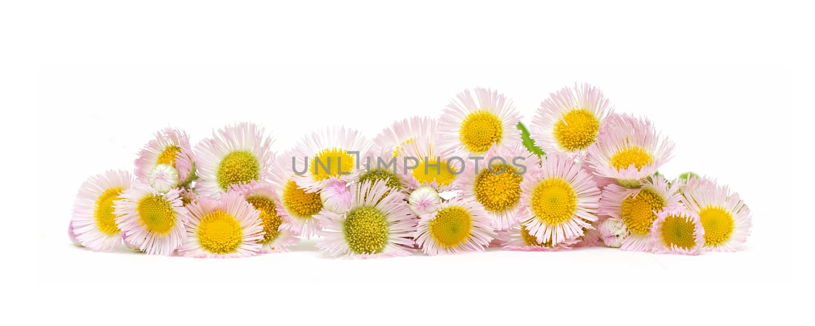 Daisy flower isolated on white background by myyaym