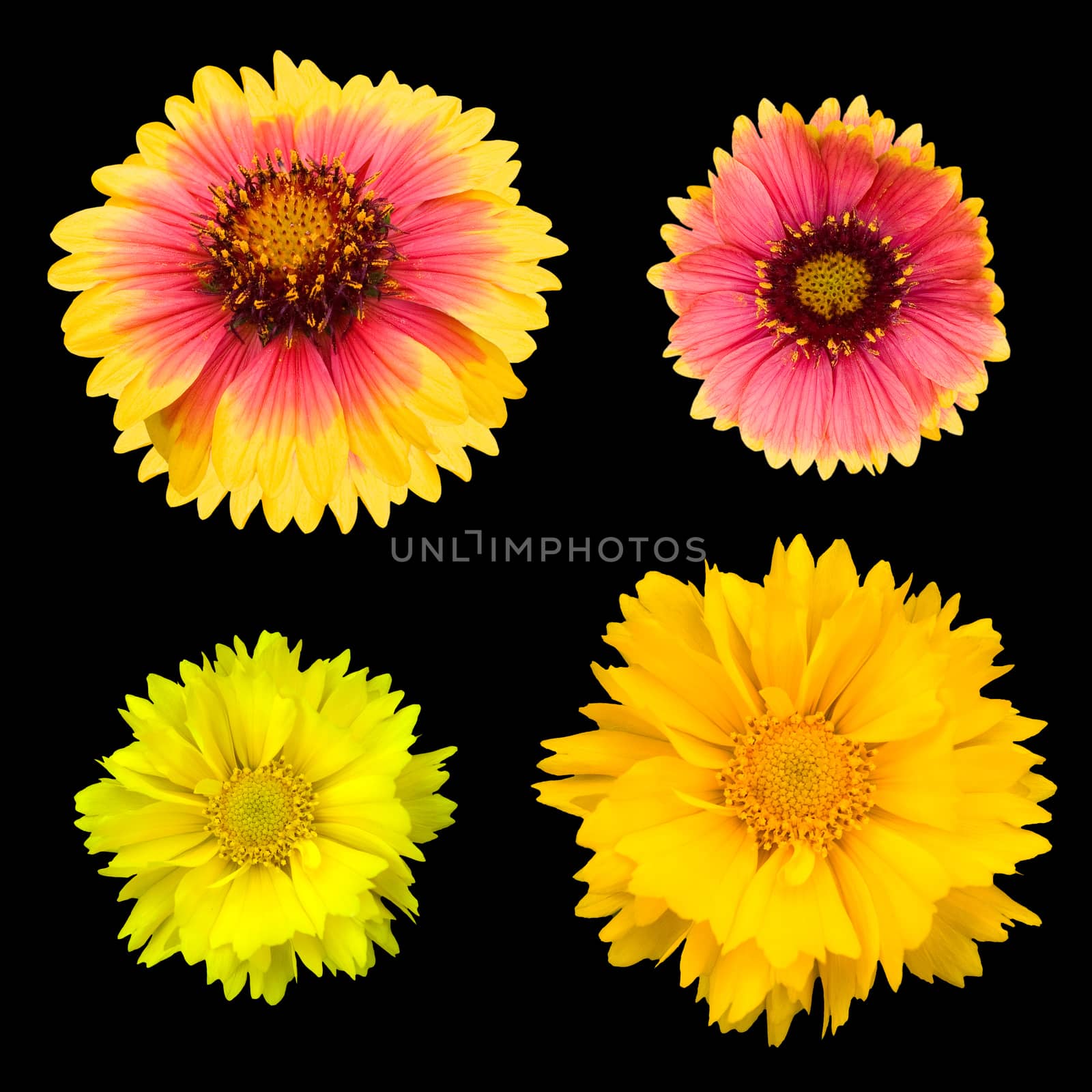 Chrysanthemum collection isolated on white background by myyaym