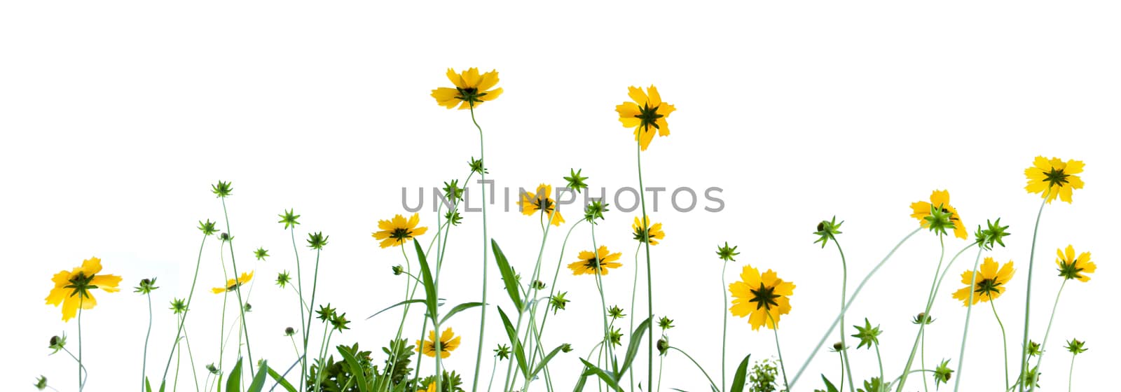 Chamomile isolated on white background by myyaym