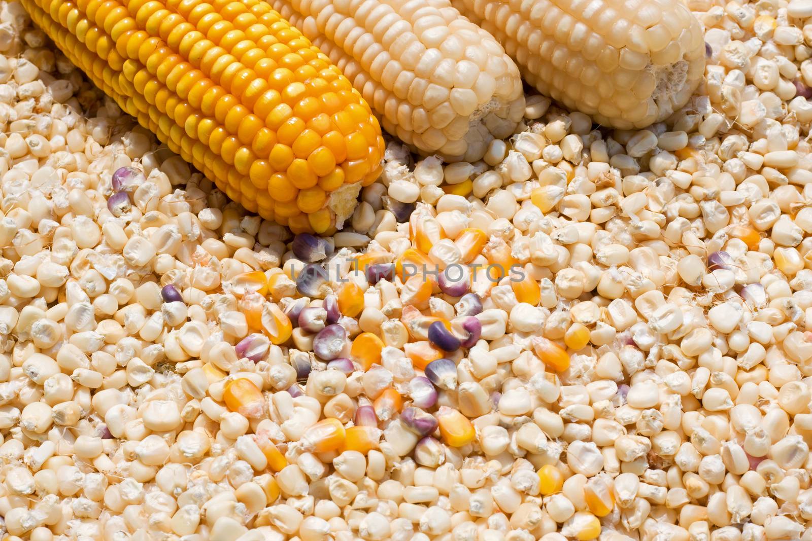 Yellow corn grain background