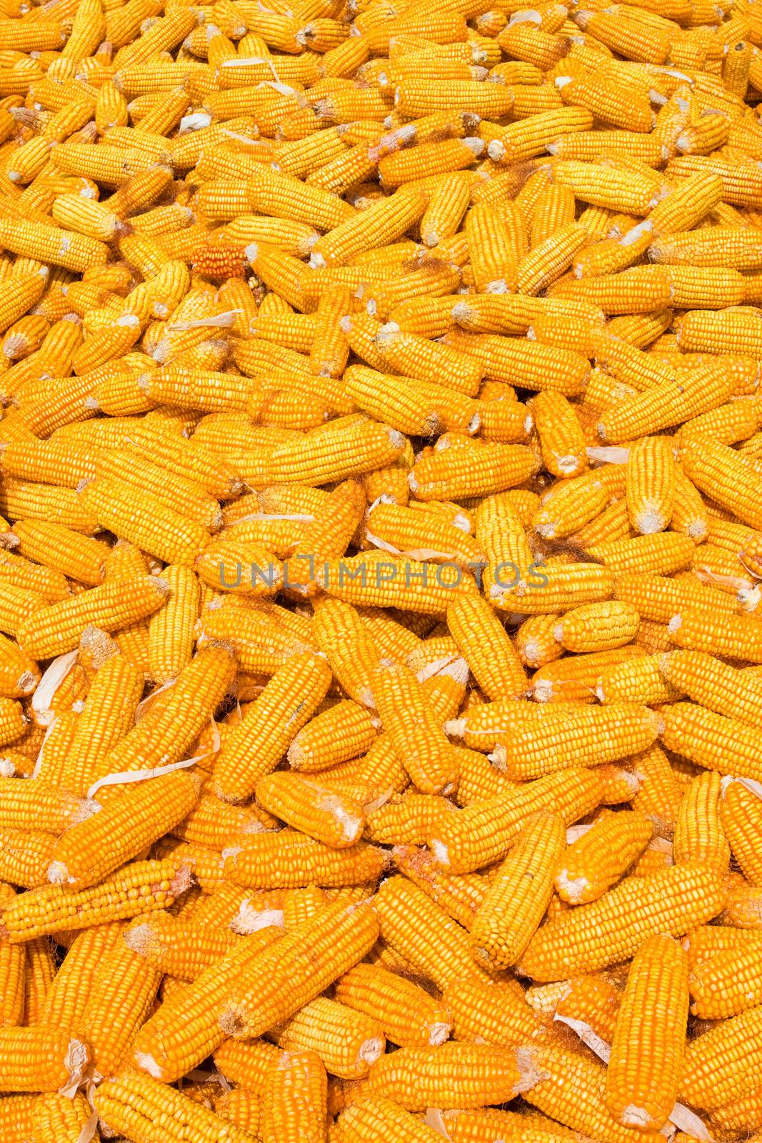 Corn stack background