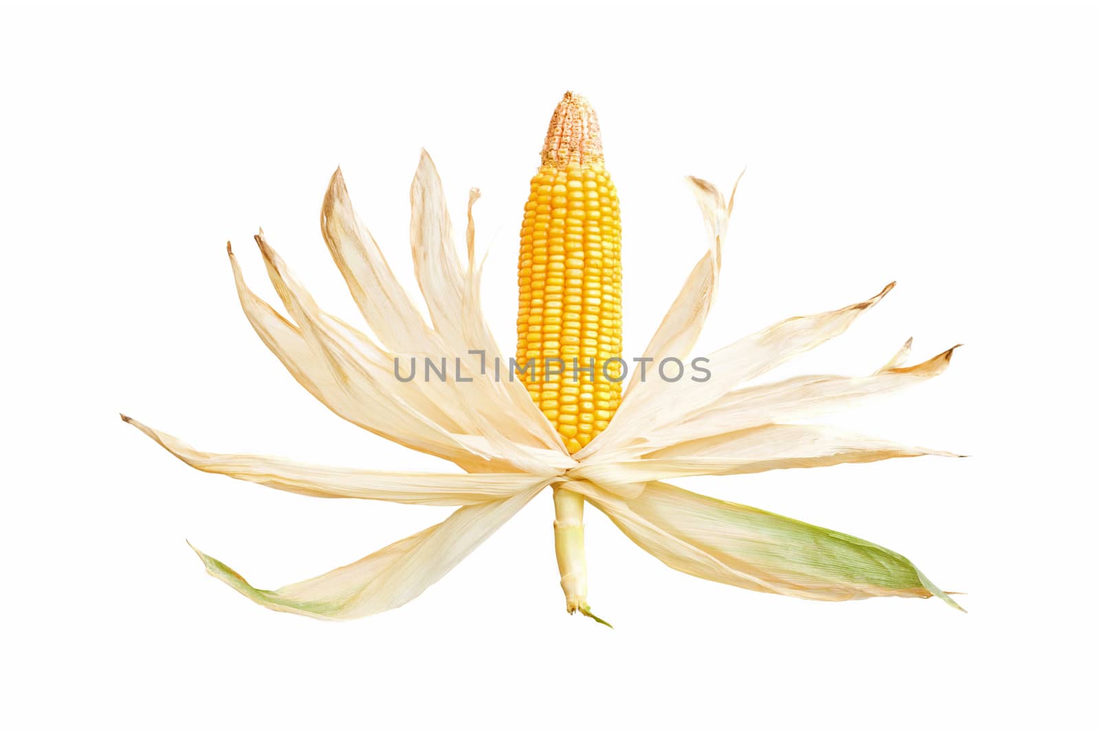 Corn cob isolated on white background