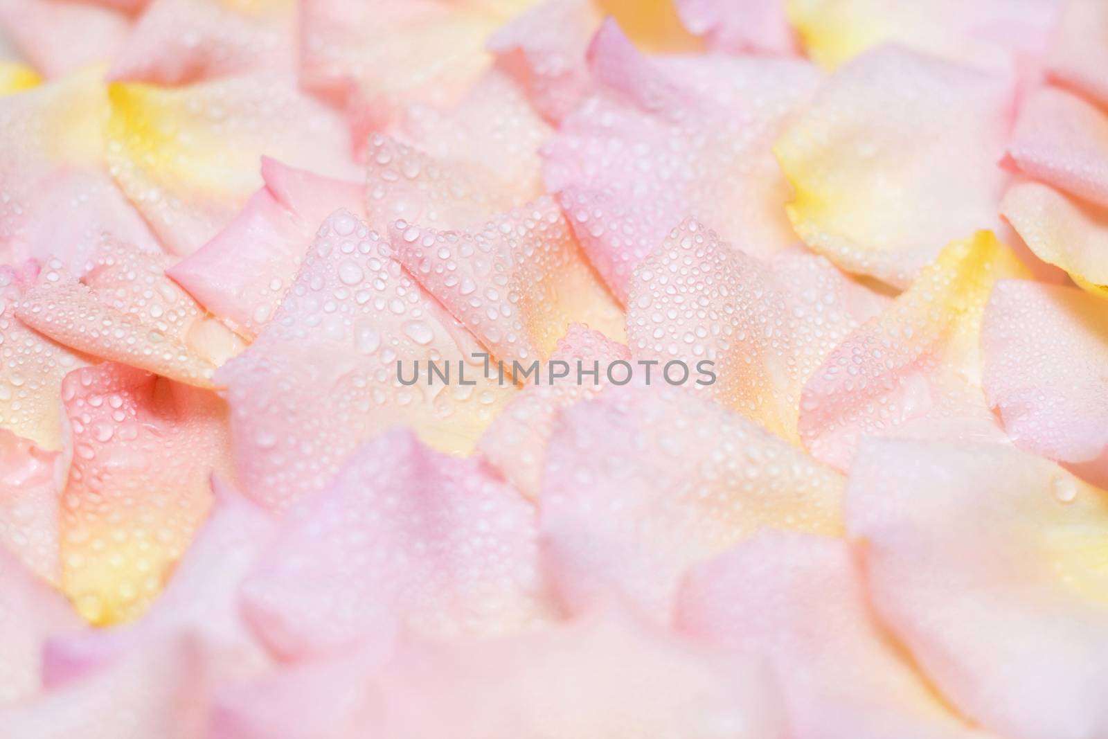Rose petals with water droplets background