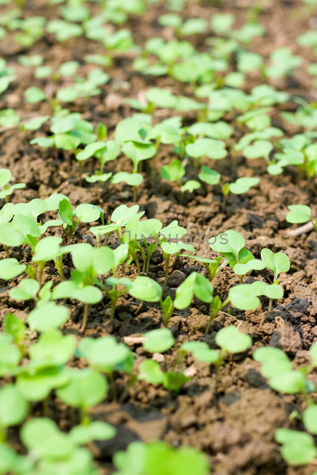 New seedling in spring