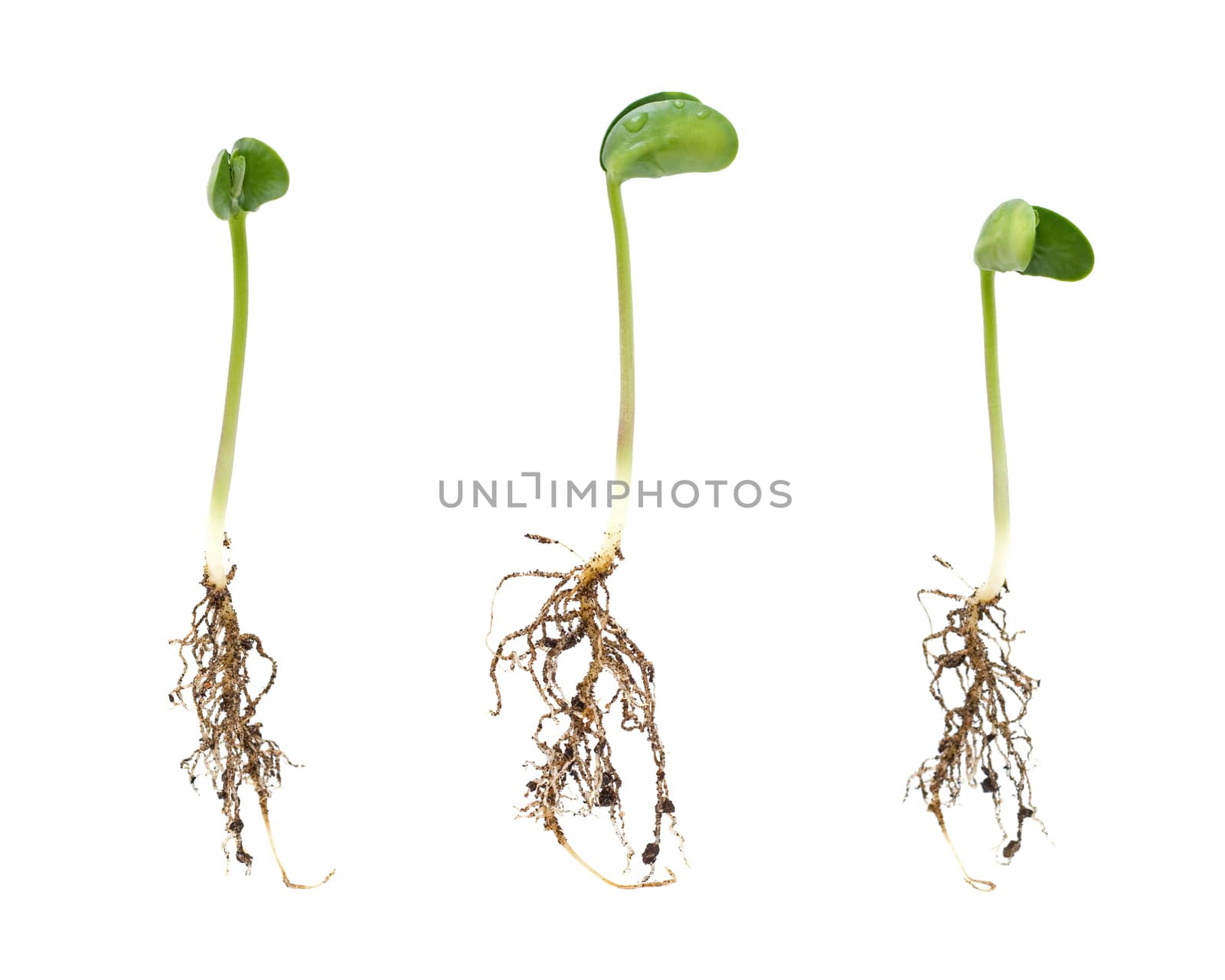 Sprouts isolated on white background