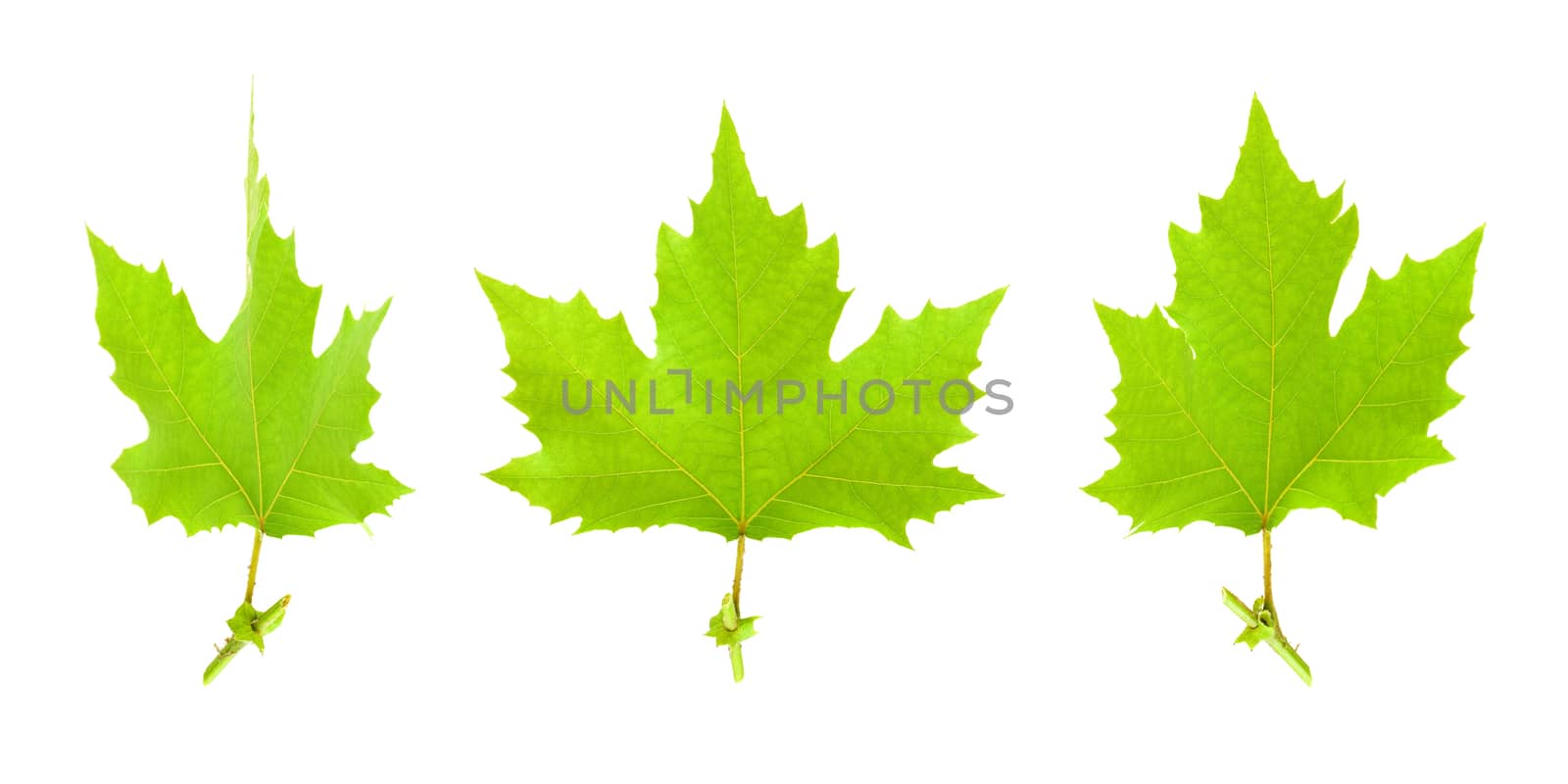 Maple leaves isolated on white background by myyaym