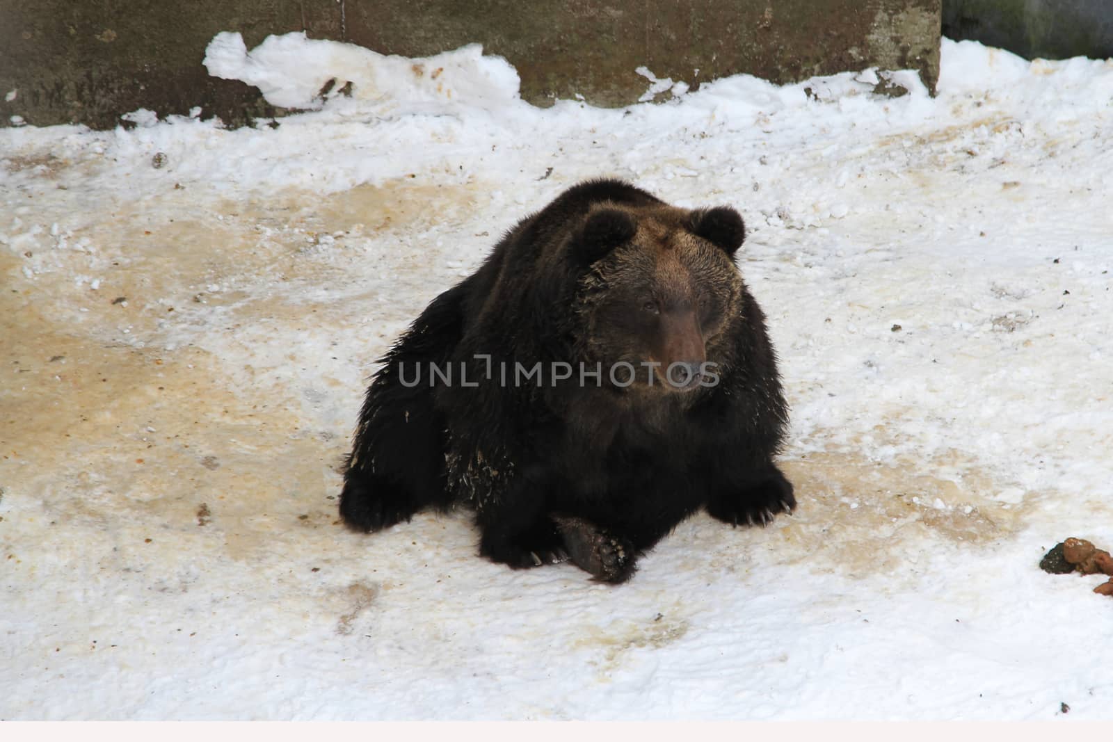 Brown bear