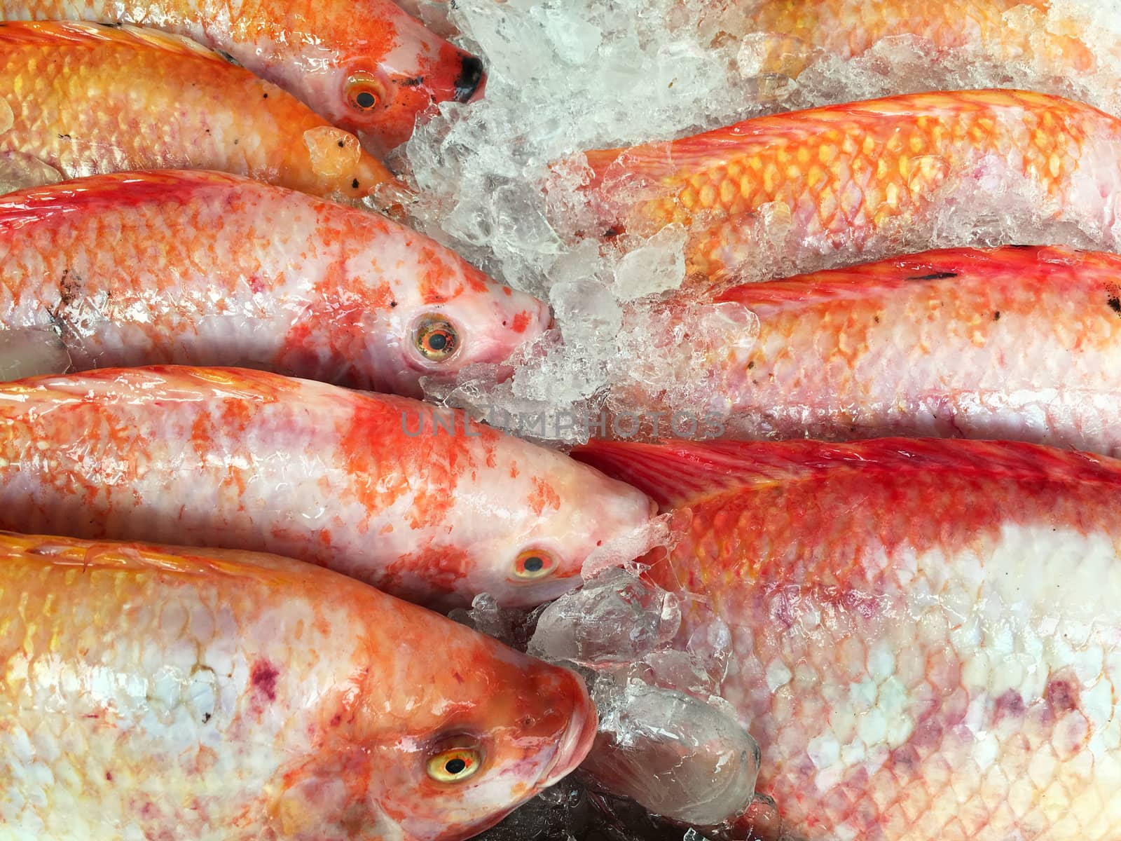 Freshness red tilapia fishes on the ice in seafood market.