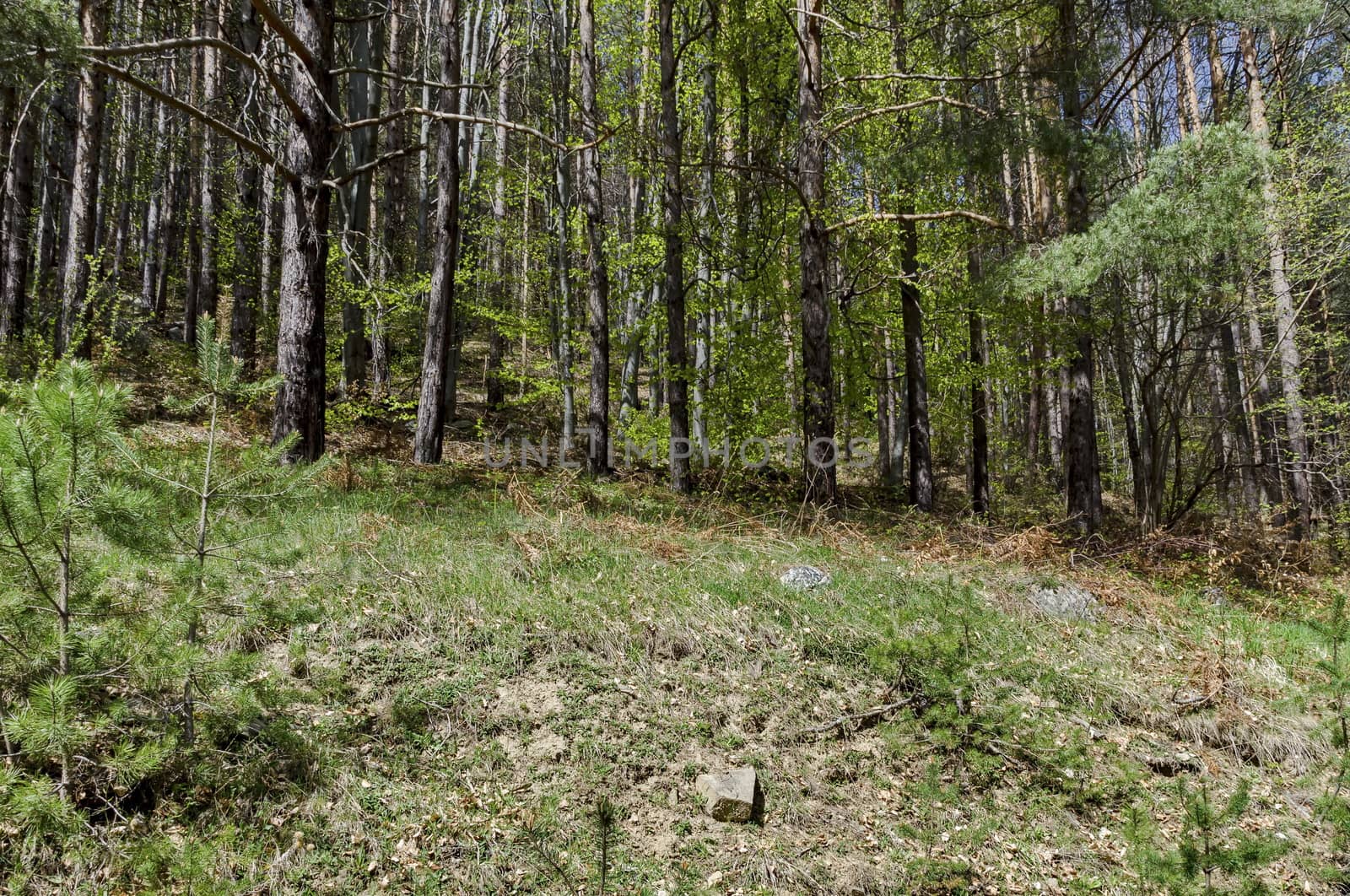 Vitosha mountain area by Jeleznitsa village, Sofia