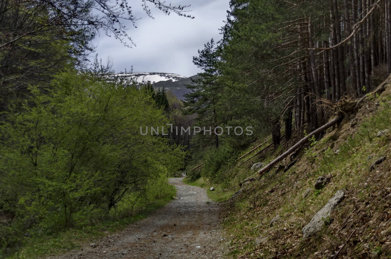 Vitosha mountain area by Jeleznitsa village, Sofia