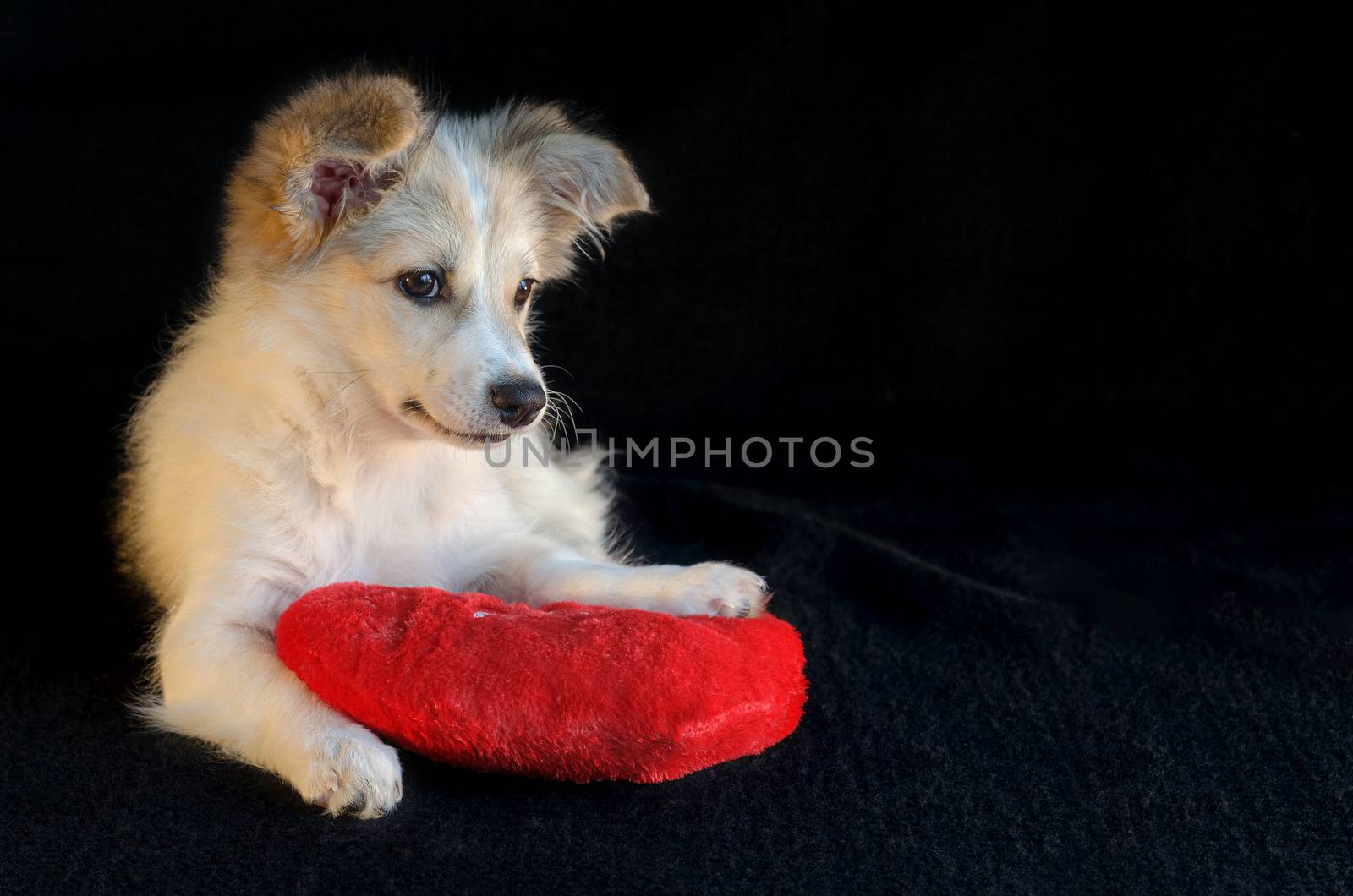 Cute puppy put paws on a red pillow in the shape of a heart with a black background. Selective focus.