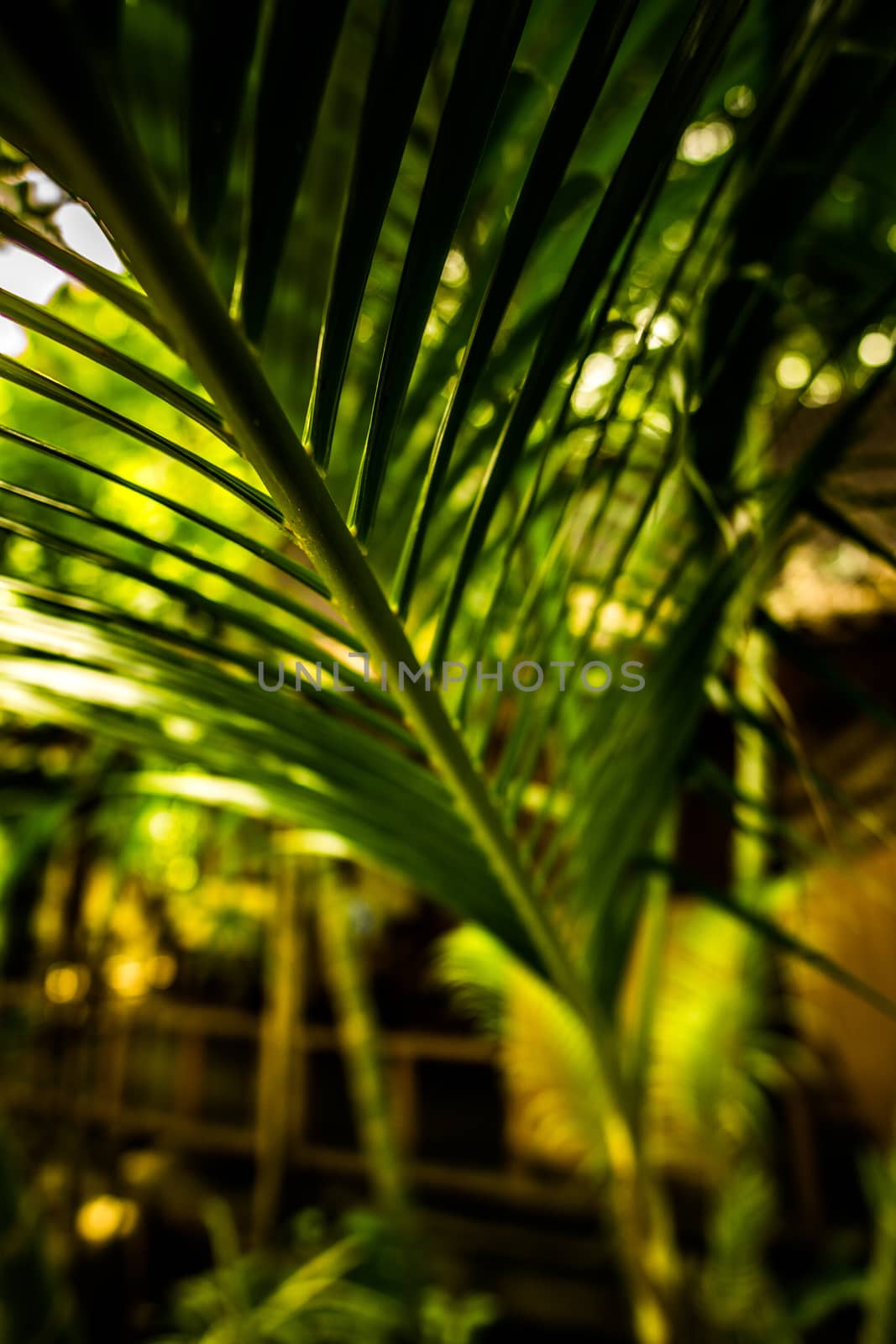 A close up perspective of a plant leaf