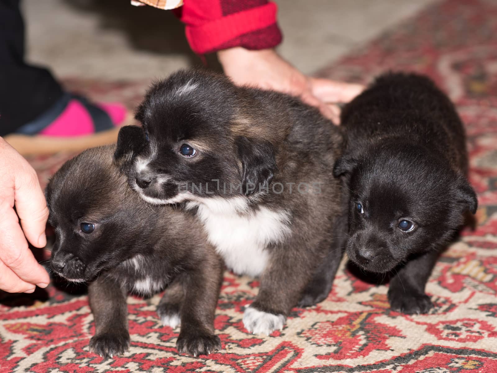 Very cute black puppies. Beautiful puppies. little puppies.