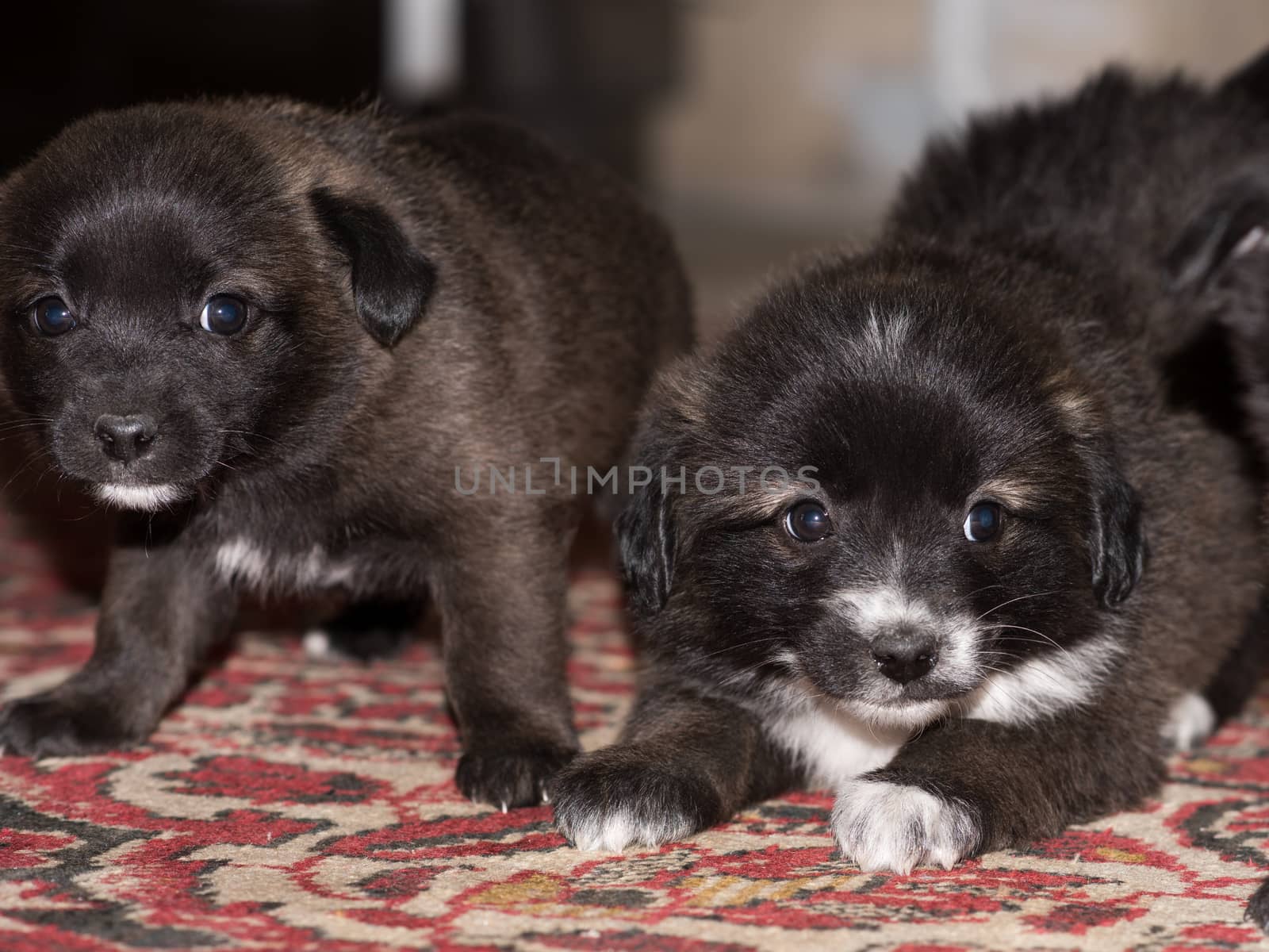 Very cute black puppies. Beautiful puppies. little puppies.