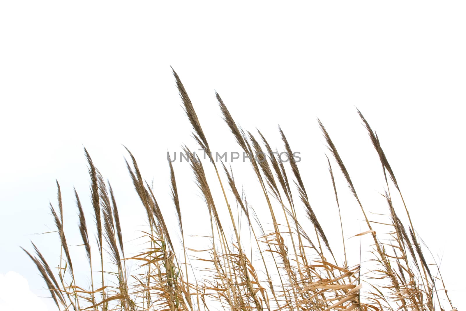 Reeds isolated on white background